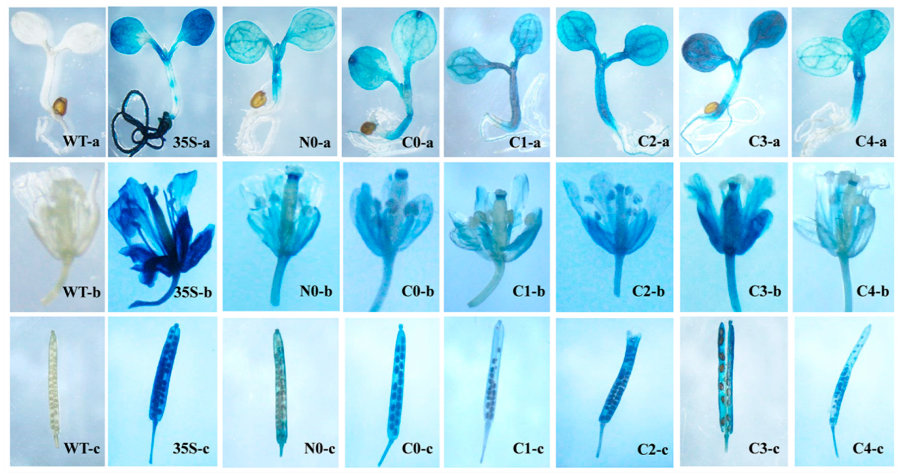 Ijms 22 05299 g002 Ijms 22 05299 g002