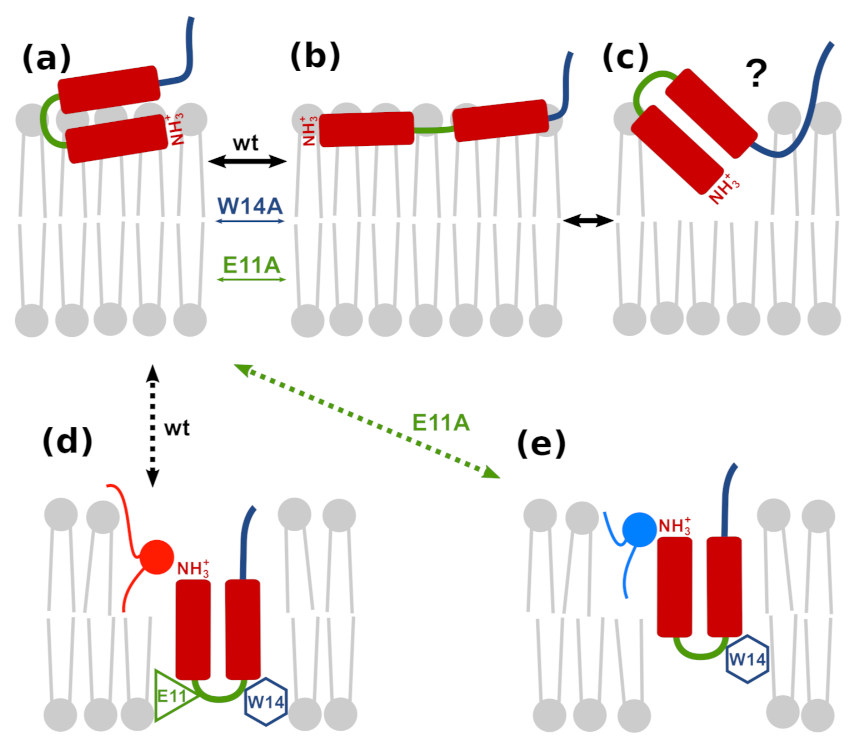 Ijms 22 05301 g009 Ijms 22 05301 g009