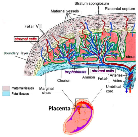 IJMS | Free Full-Text | Allogenic Use of Human Placenta-Derived Stromal ...