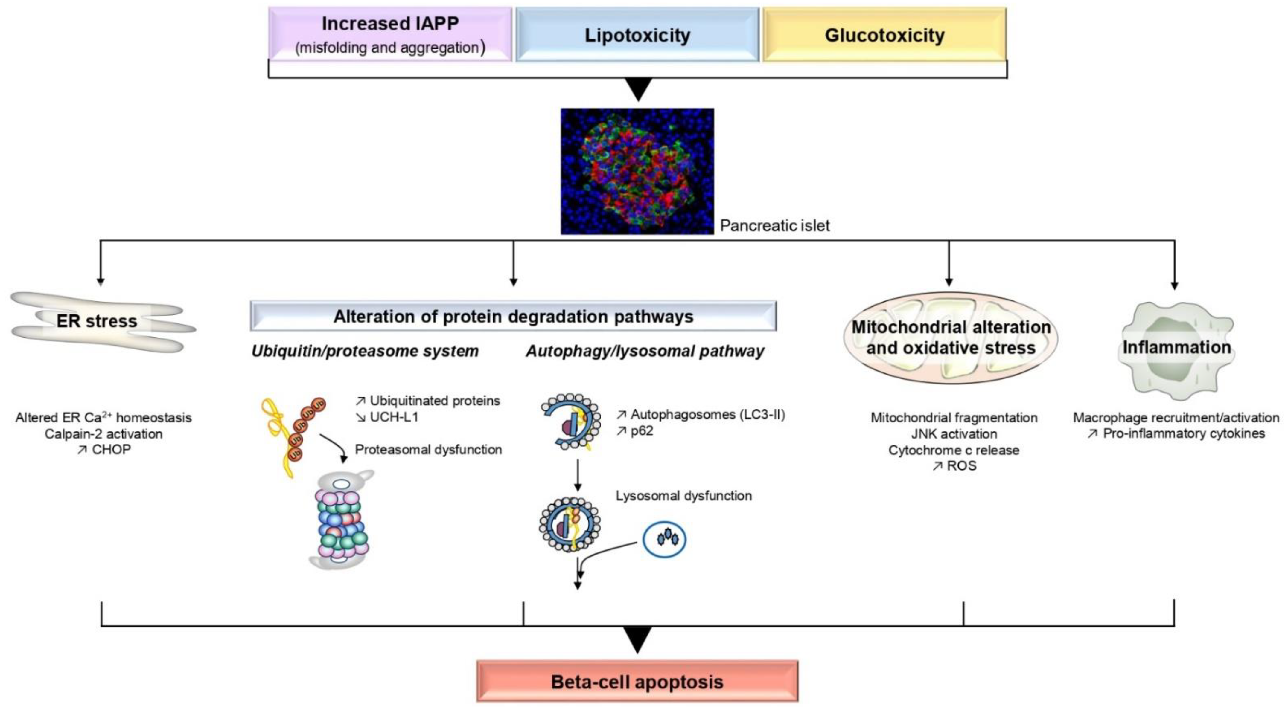 IJMS | Free Full-Text | Mechanisms of Beta-Cell Apoptosis in Type 2  Diabetes-Prone Situations and Potential Protection by GLP-1-Based Therapies