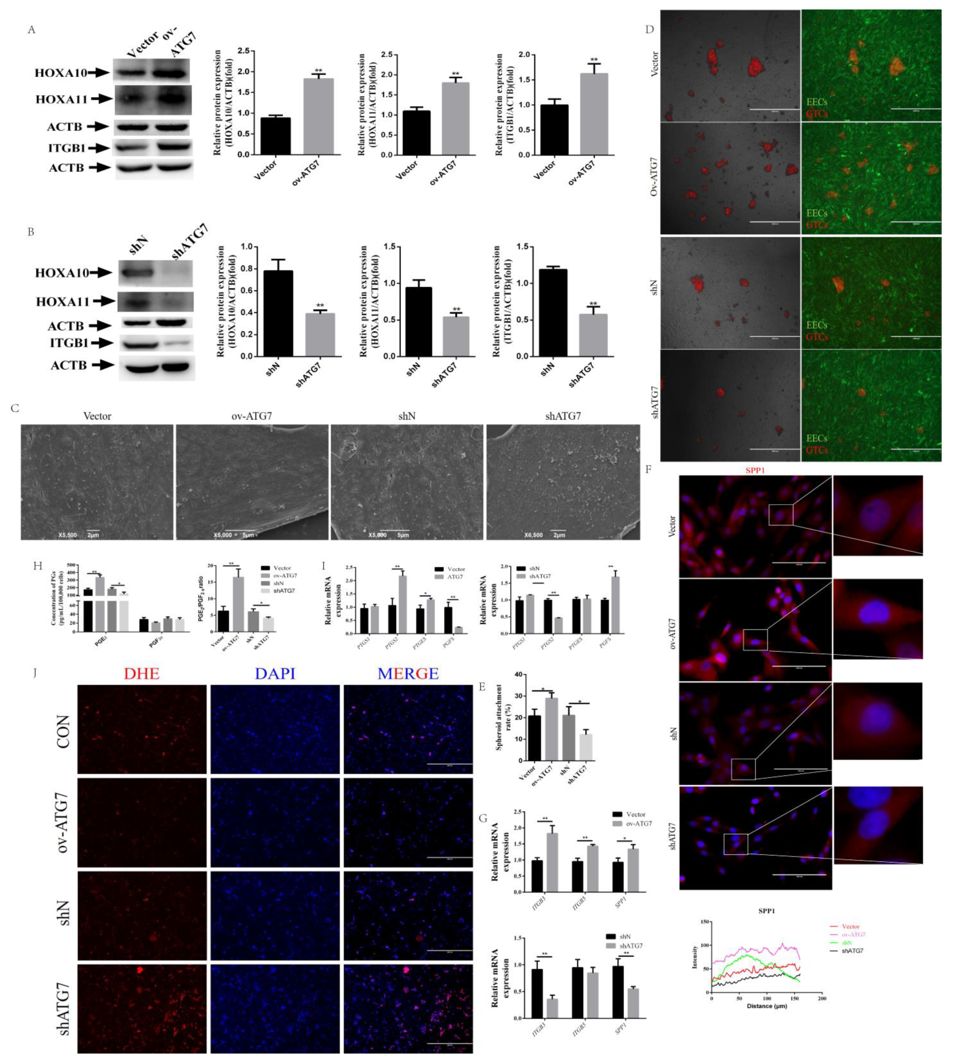 Ijms 22 05323 g005 Ijms 22 05323 g005