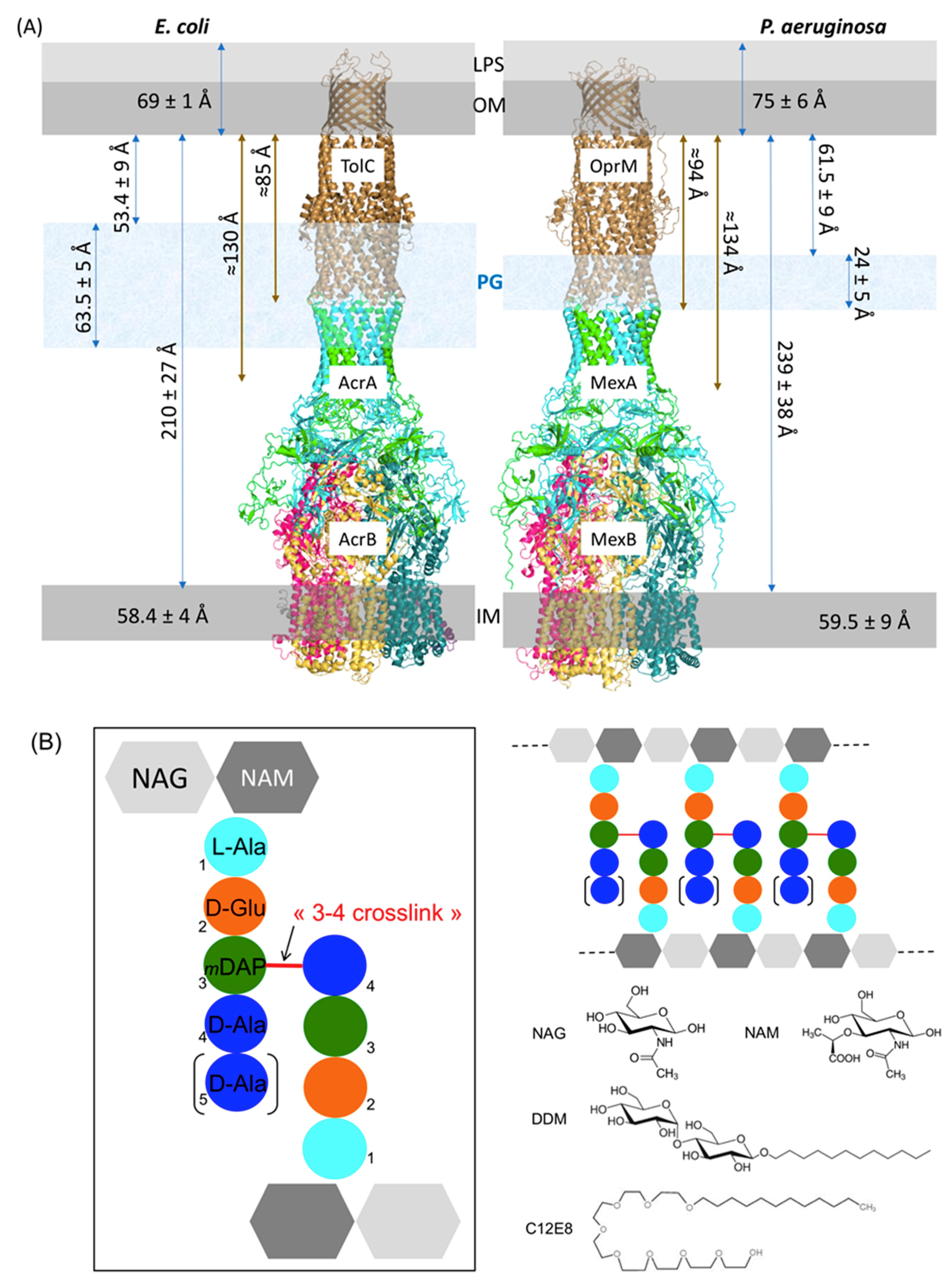 Ijms 22 05328 g001 Ijms 22 05328 g001