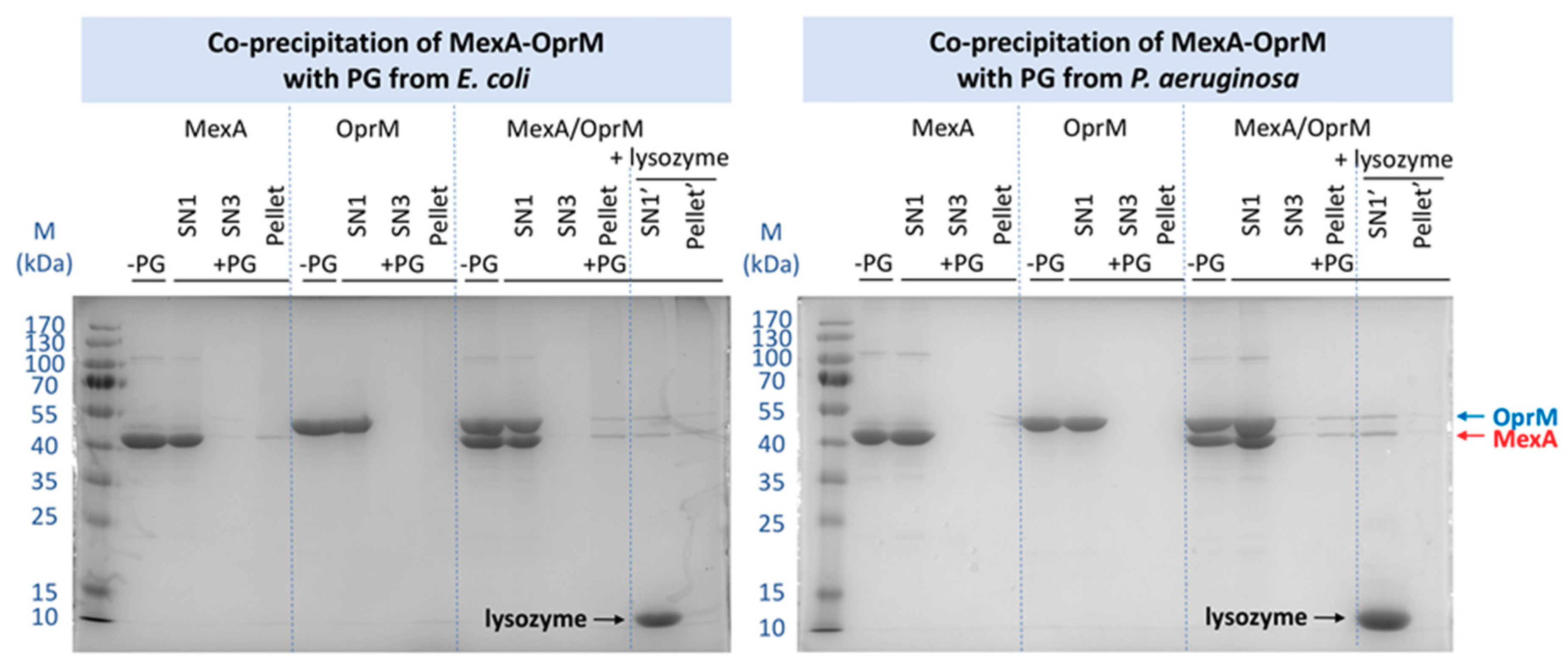 Ijms 22 05328 g002 Ijms 22 05328 g002