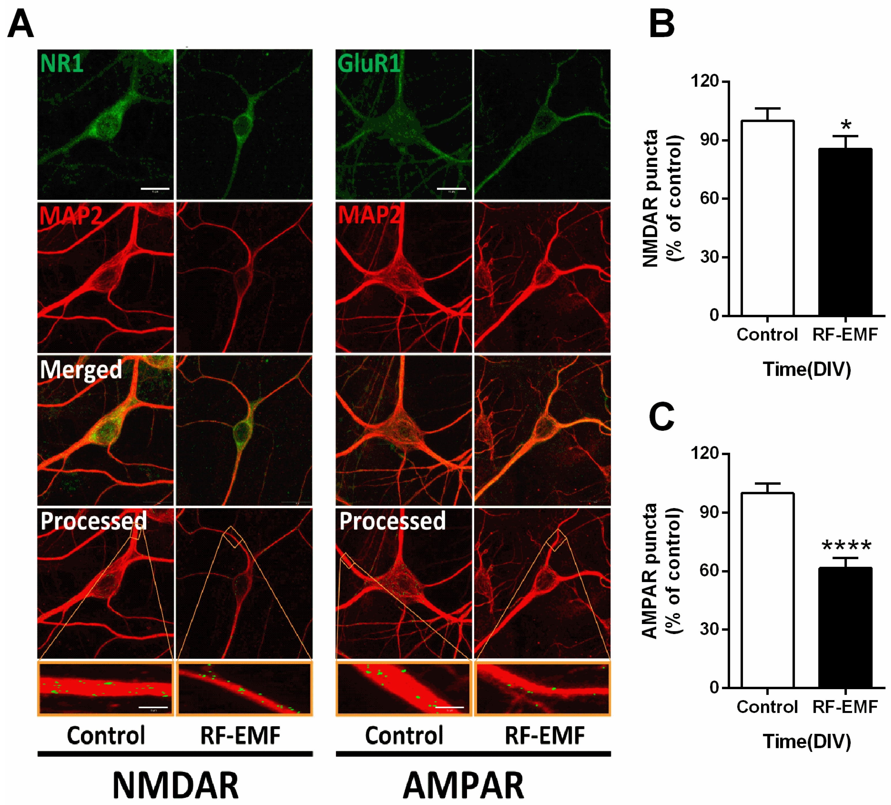 Ijms 22 05340 g005 Ijms 22 05340 g005