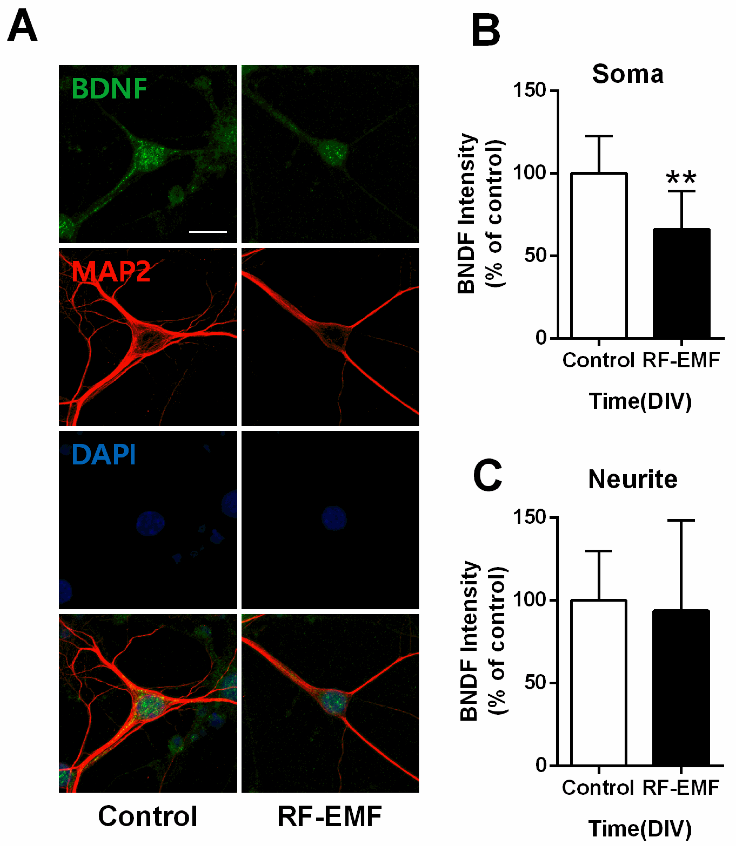 Ijms 22 05340 g006 Ijms 22 05340 g006
