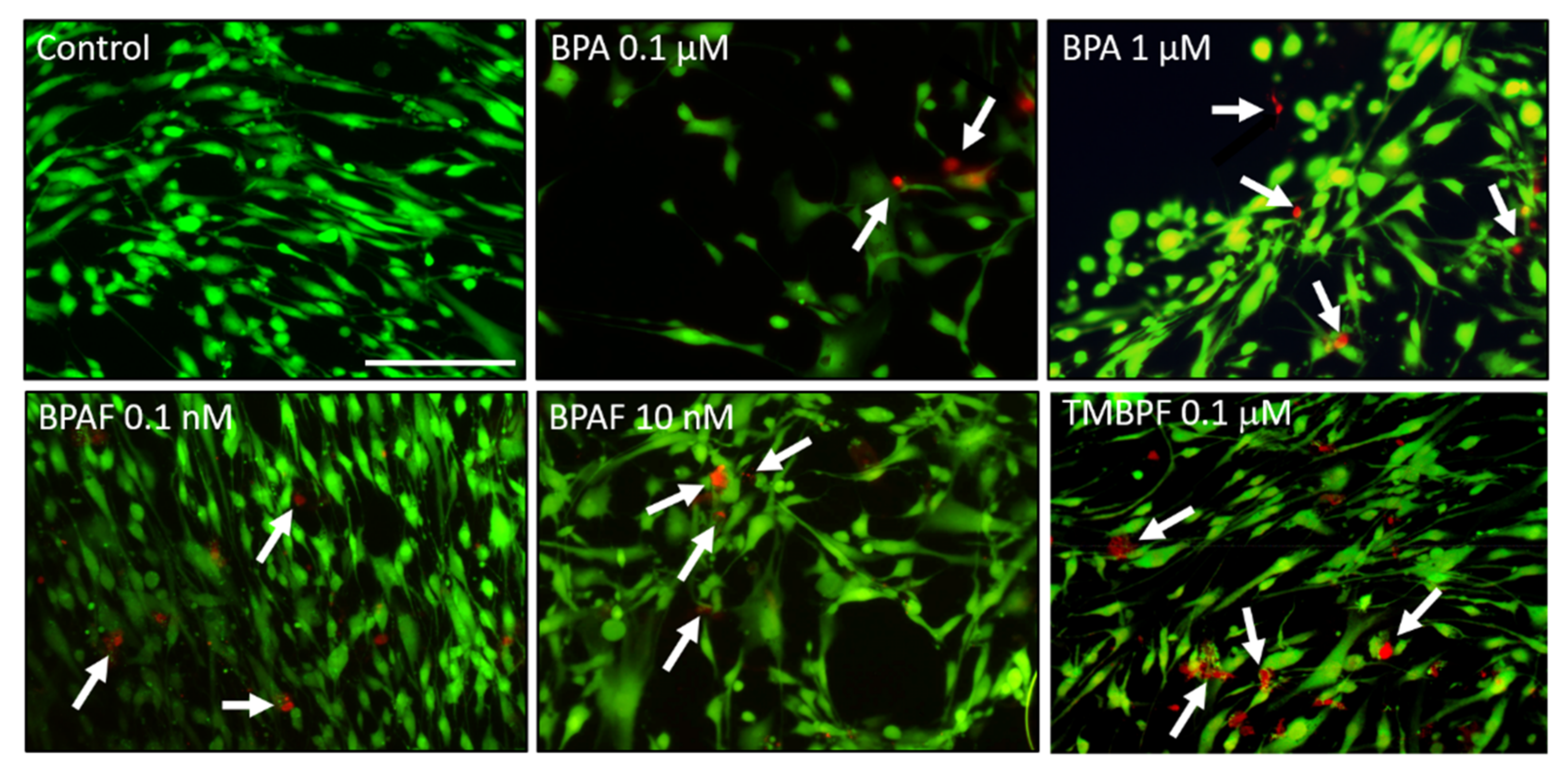 Ijms 22 05363 g002 Ijms 22 05363 g002