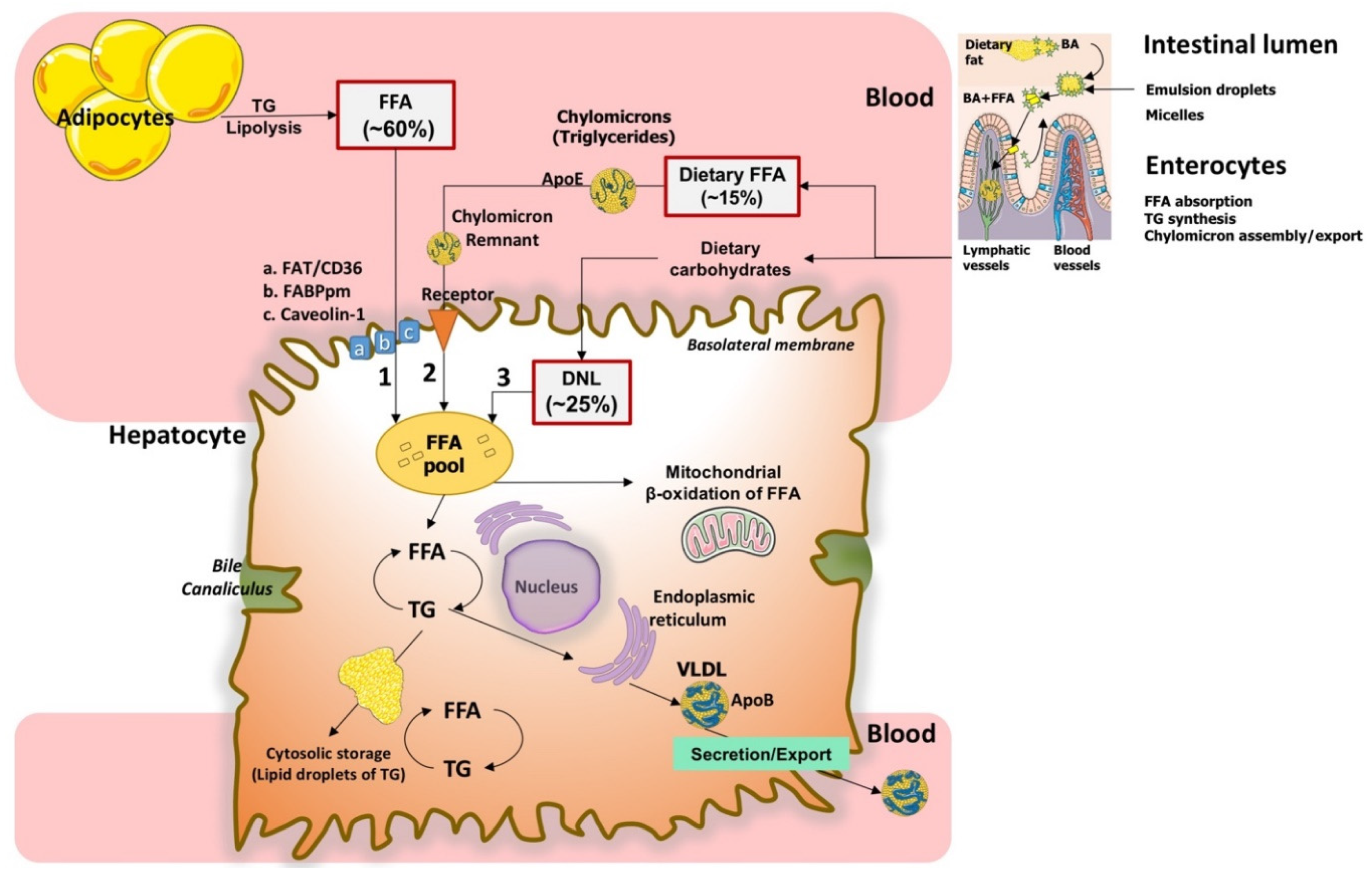 IJMS | Free Full-Text | Nonalcoholic Fatty Liver Disease (NAFLD).  Mitochondria as Players and Targets of Therapies?