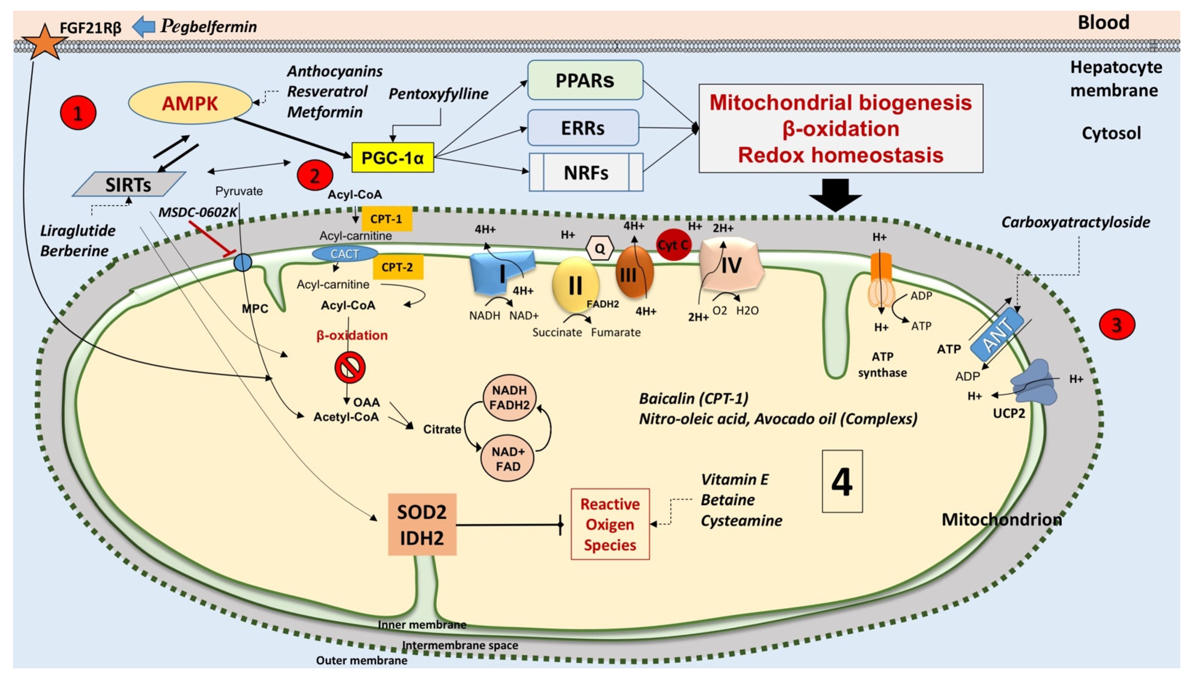 IJMS | Free Full-Text | Nonalcoholic Fatty Liver Disease (NAFLD).  Mitochondria as Players and Targets of Therapies?