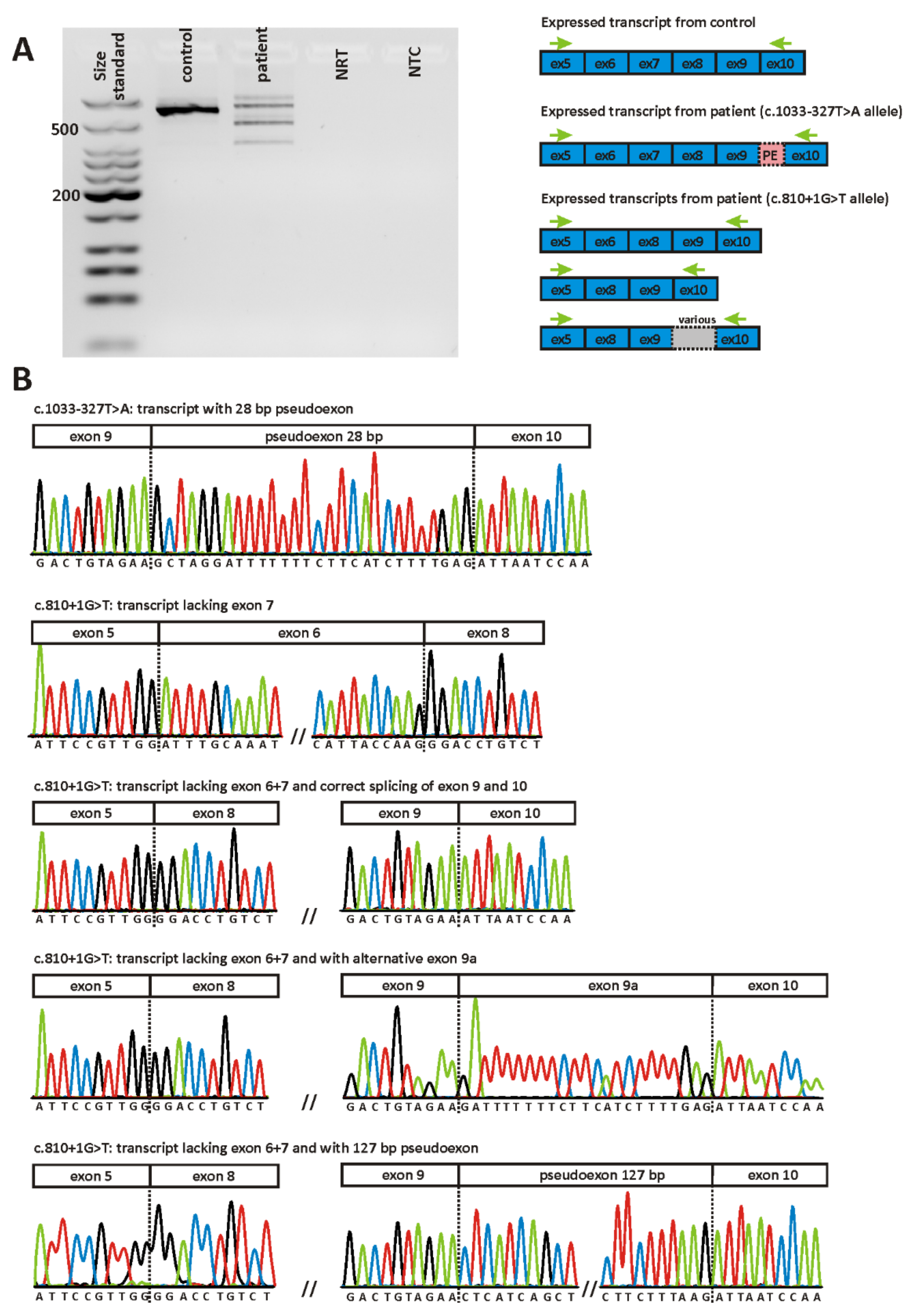 Ijms 22 05396 g006 Ijms 22 05396 g006