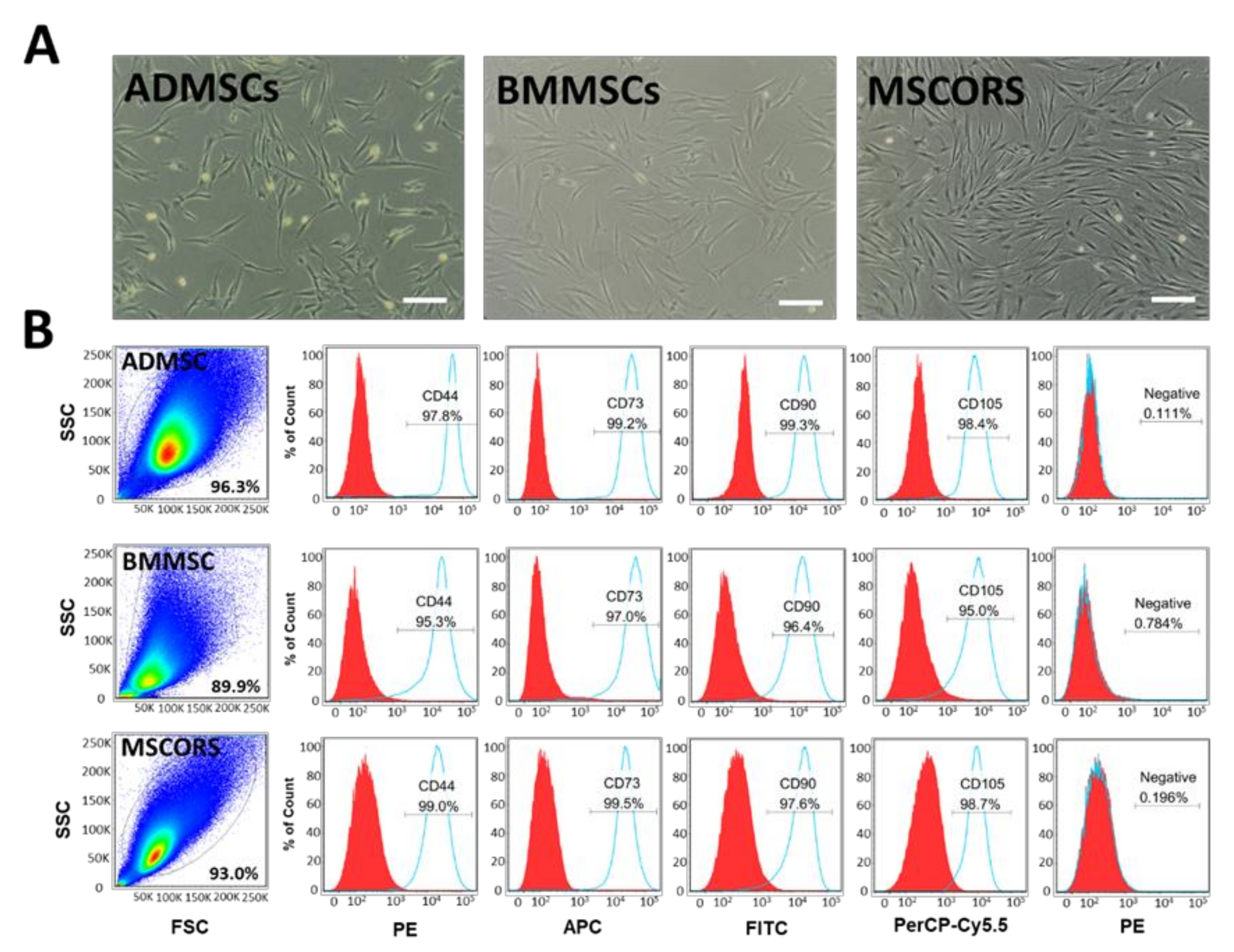 IJMS | Free Full-Text | Osteogenic Potential of Mesenchymal Stem Cells from  Adipose Tissue, Bone Marrow and Hair Follicle Outer Root Sheath in a 3D  Crosslinked Gelatin-Based Hydrogel