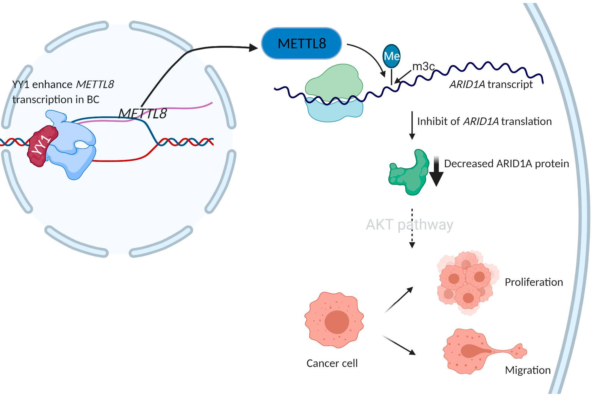 IJMS | Free Full-Text | METTL8 mRNA Methyltransferase Enhances Cancer Cell  Migration via Direct Binding to ARID1A | HTML