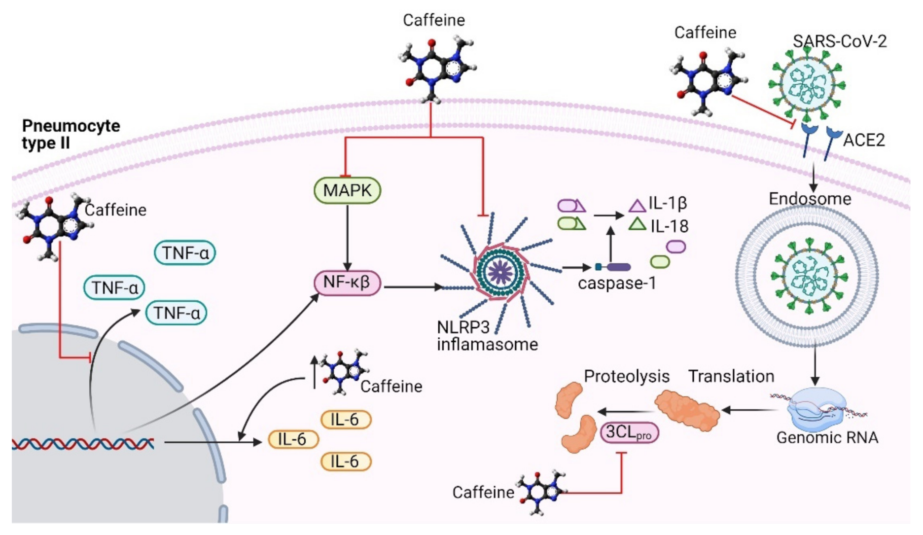 Ijms 22 05460 g002 Ijms 22 05460 g002