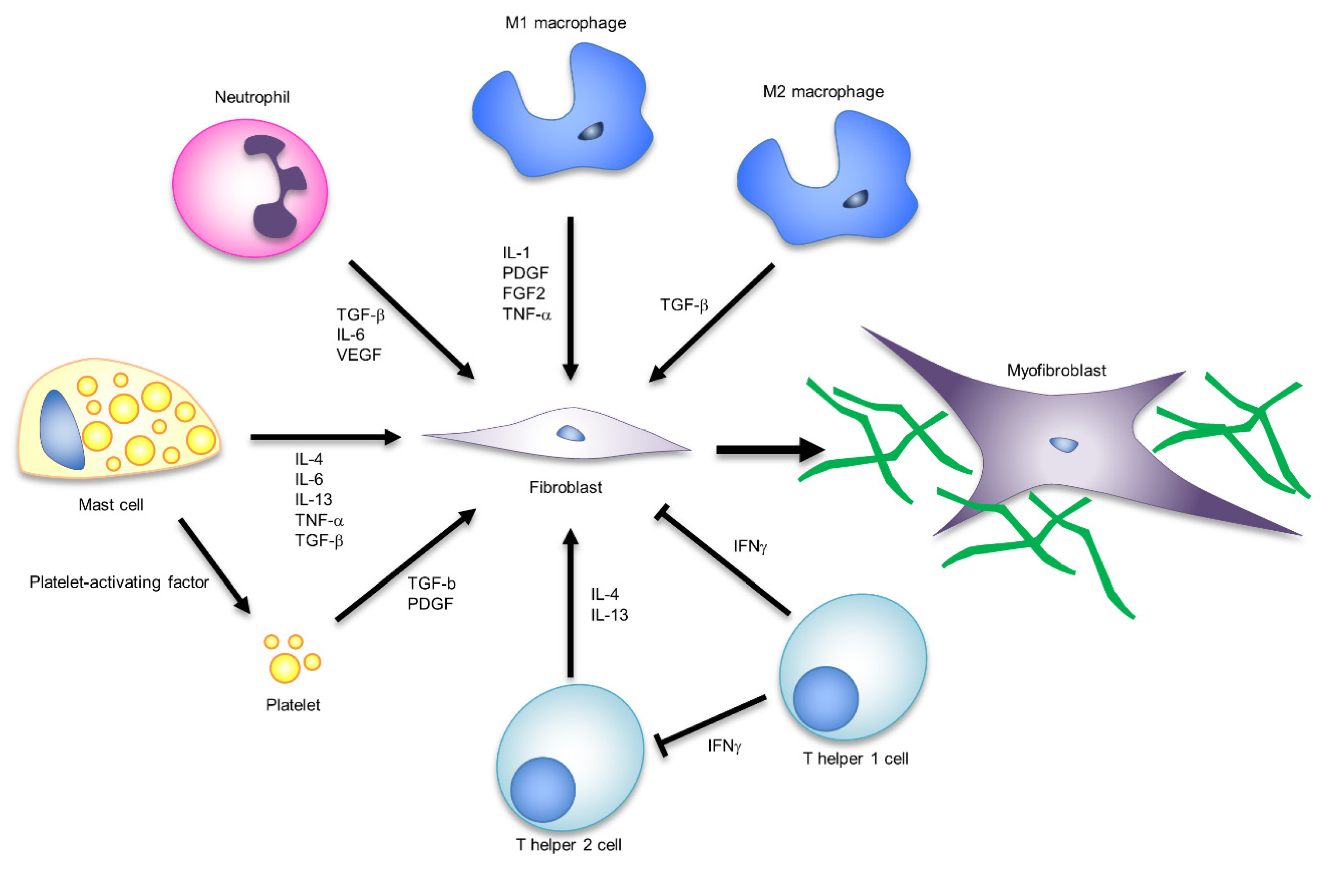 Ijms 22 05474 g003 Ijms 22 05474 g003