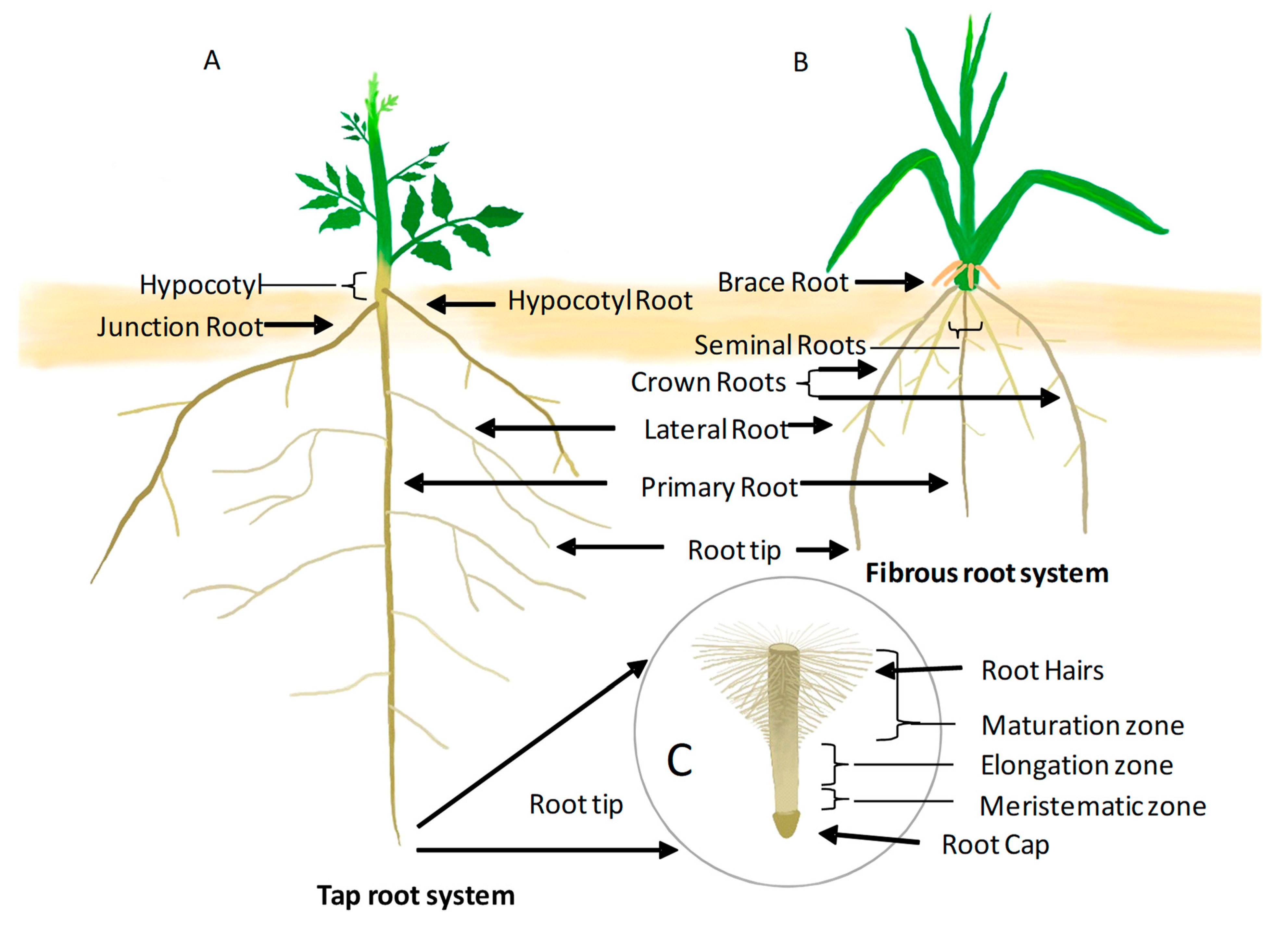 anterior root
