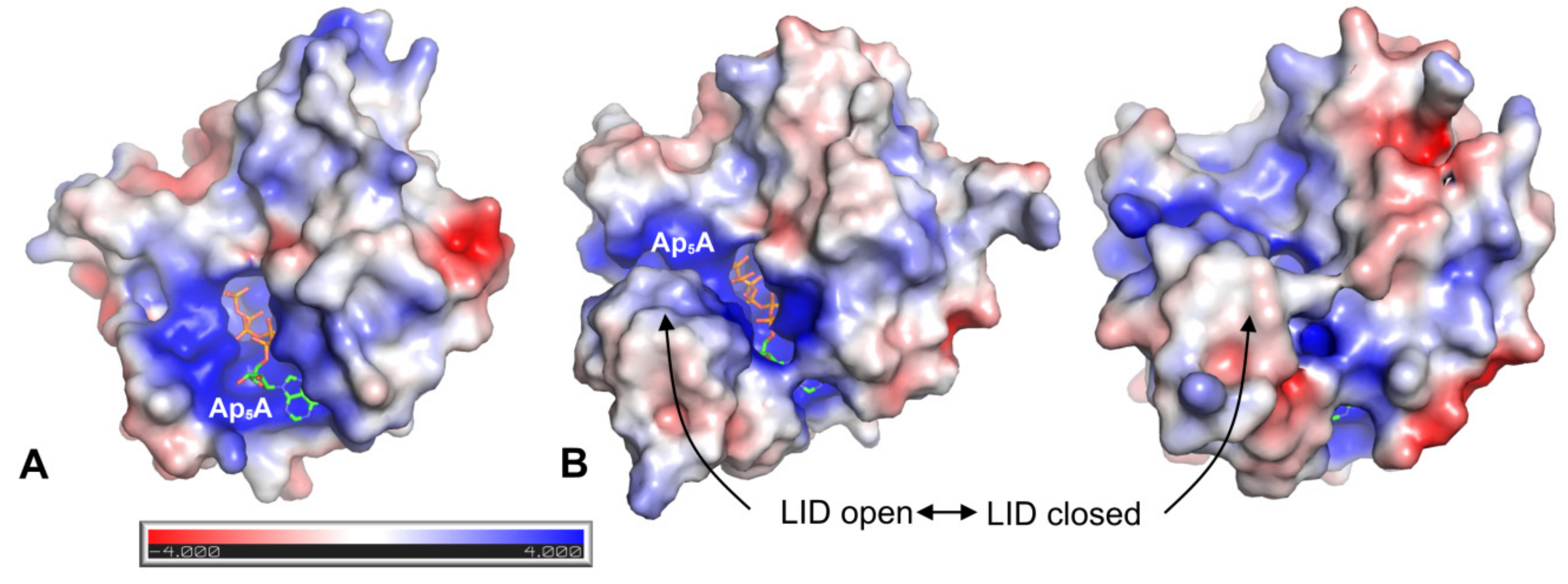 Ijms 22 05541 g008 Ijms 22 05541 g008