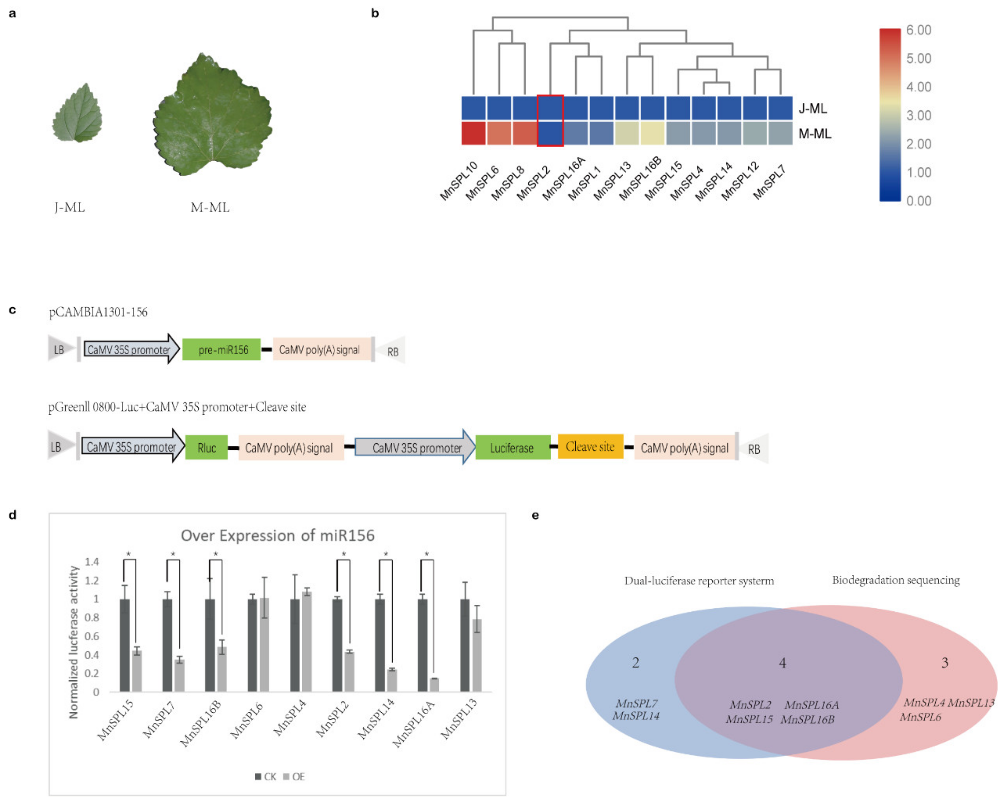 Ijms 22 05550 g004 Ijms 22 05550 g004