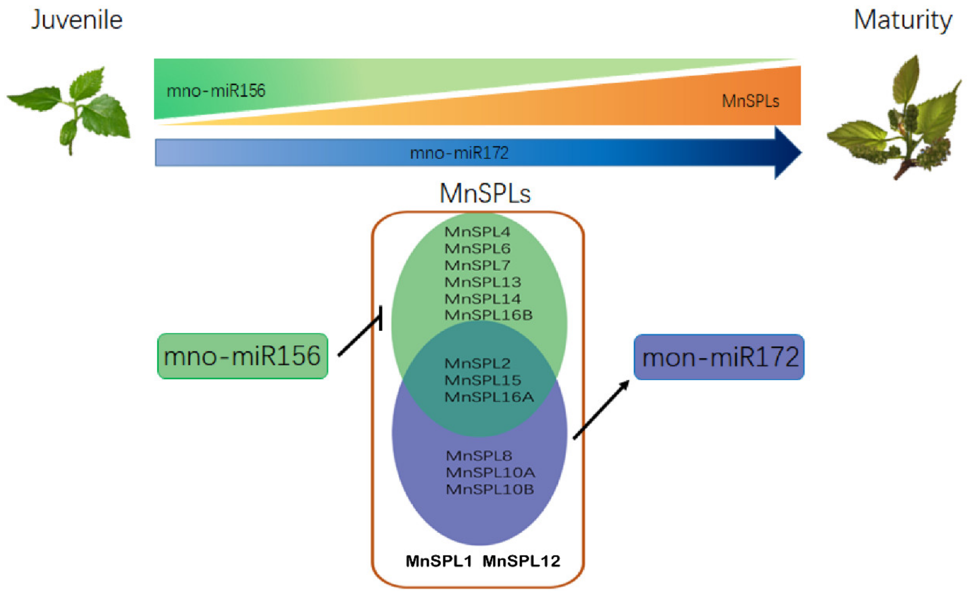 Ijms 22 05550 g008 Ijms 22 05550 g008