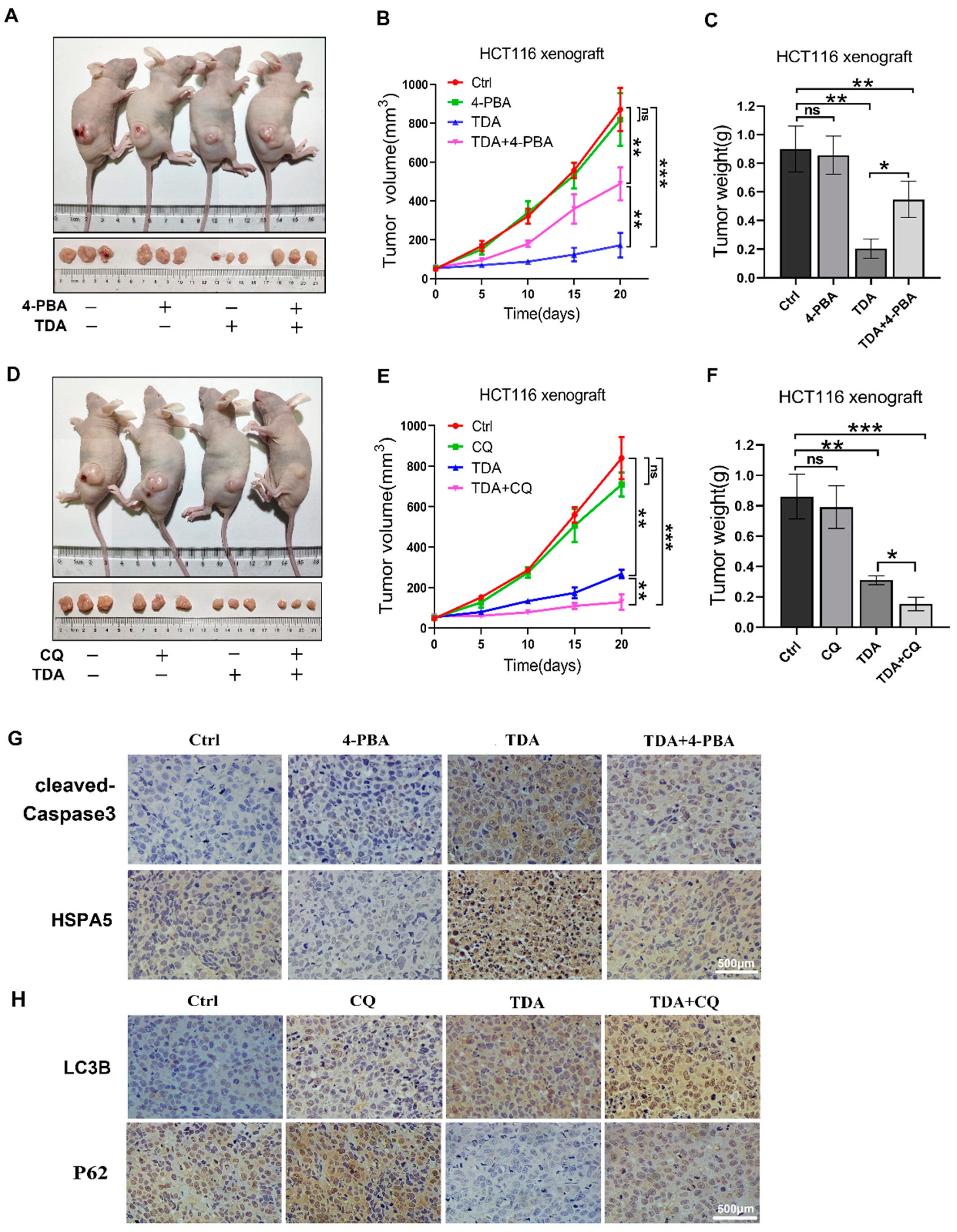 Ijms 22 05566 g006 Ijms 22 05566 g006