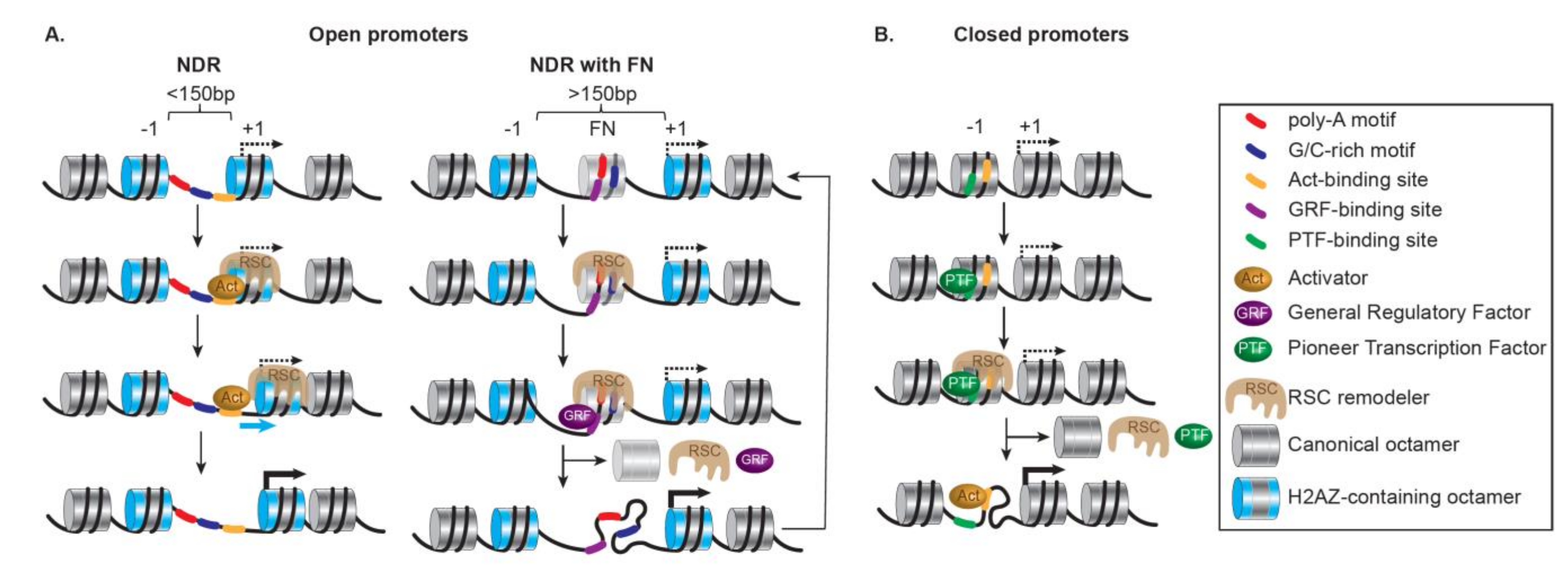 Ijms 22 05578 g005 Ijms 22 05578 g005