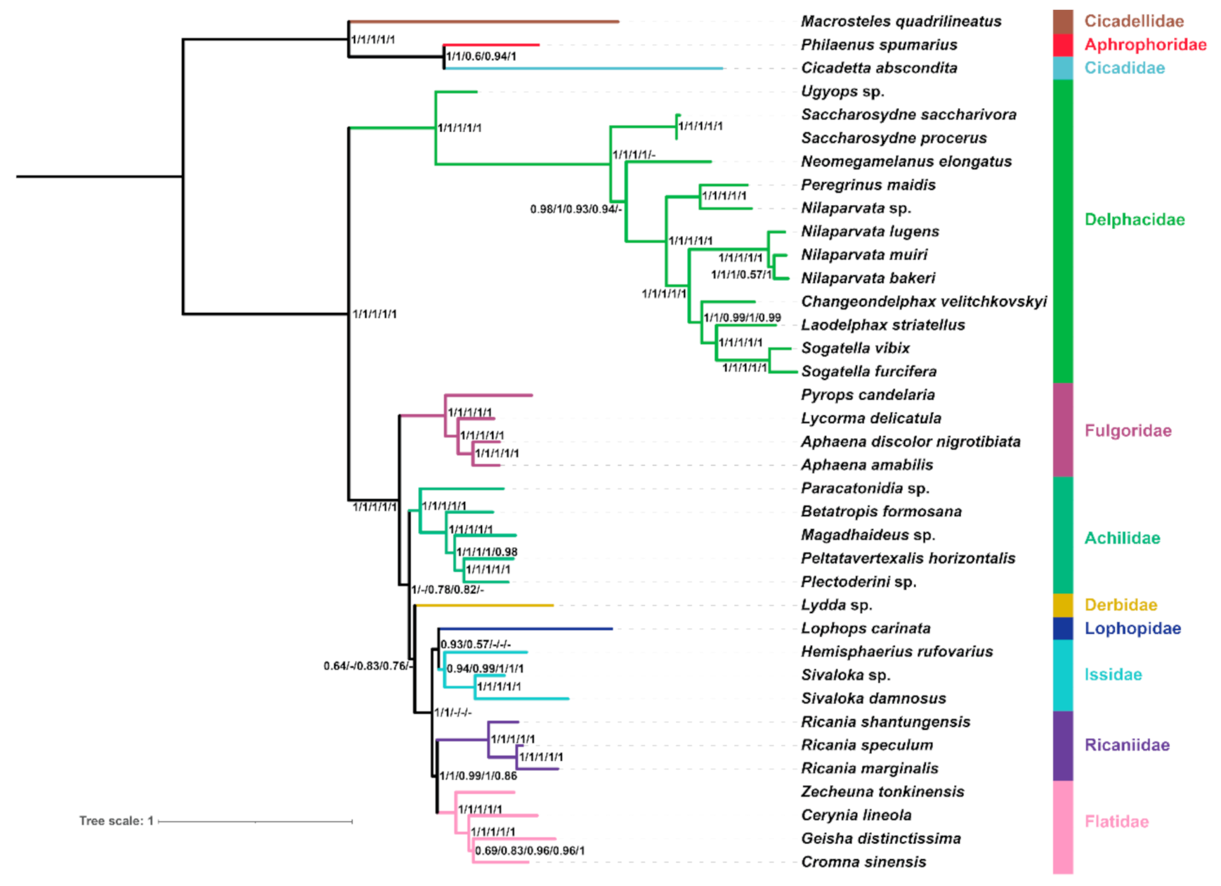 Characterization of Three Complete Mitogenomes of Flatidae (Hemiptera ...