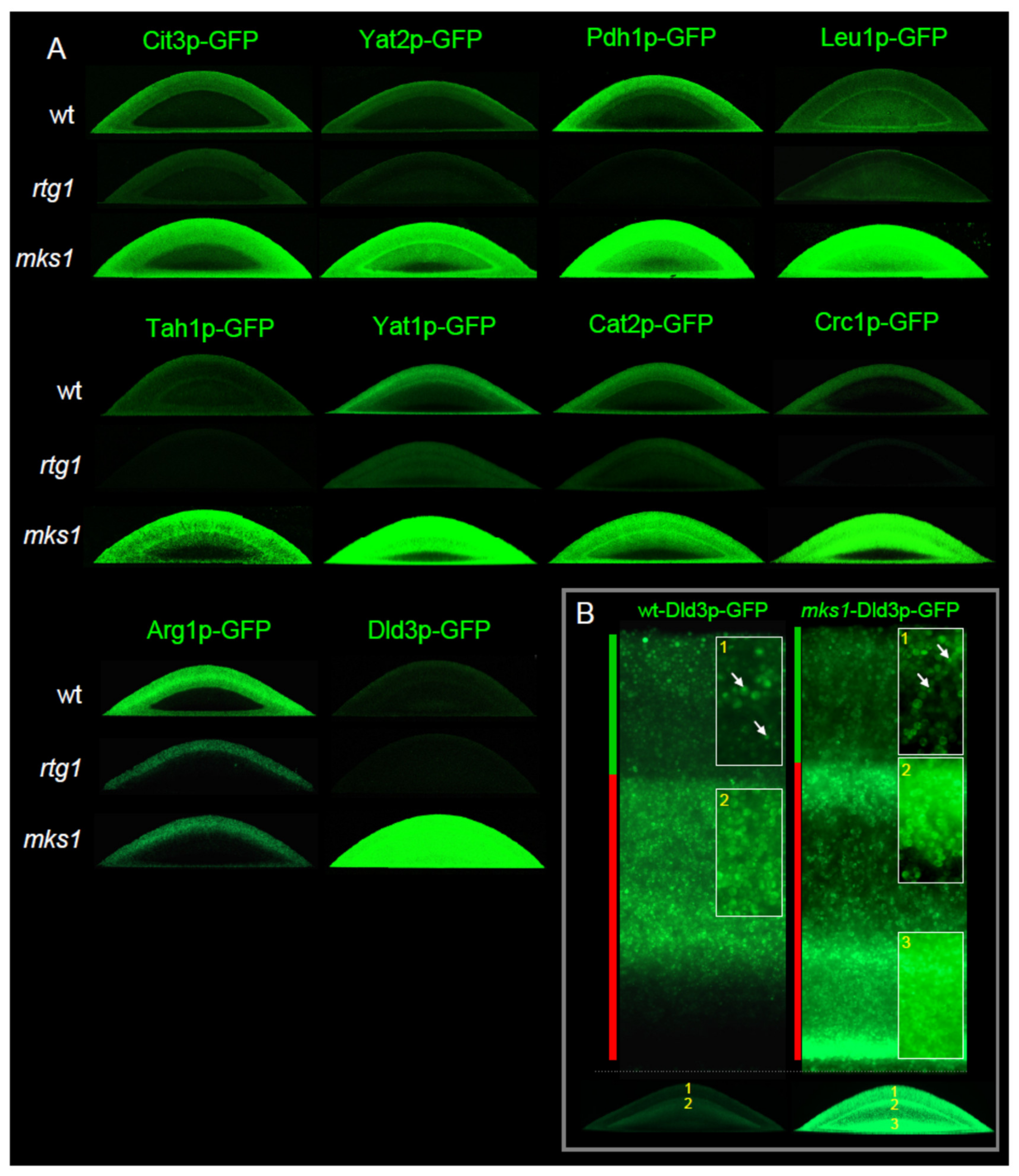 Ijms 22 05597 g002 Ijms 22 05597 g002