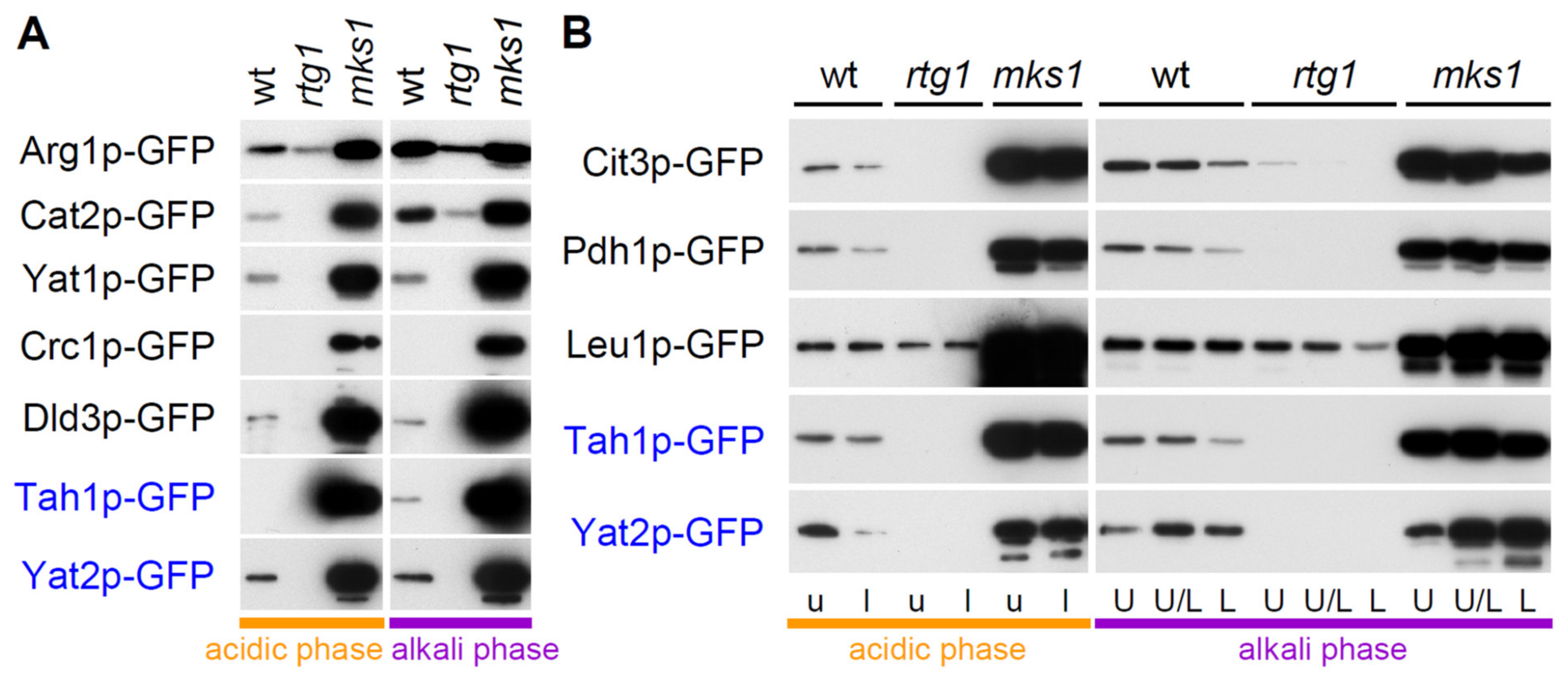 Ijms 22 05597 g003 Ijms 22 05597 g003