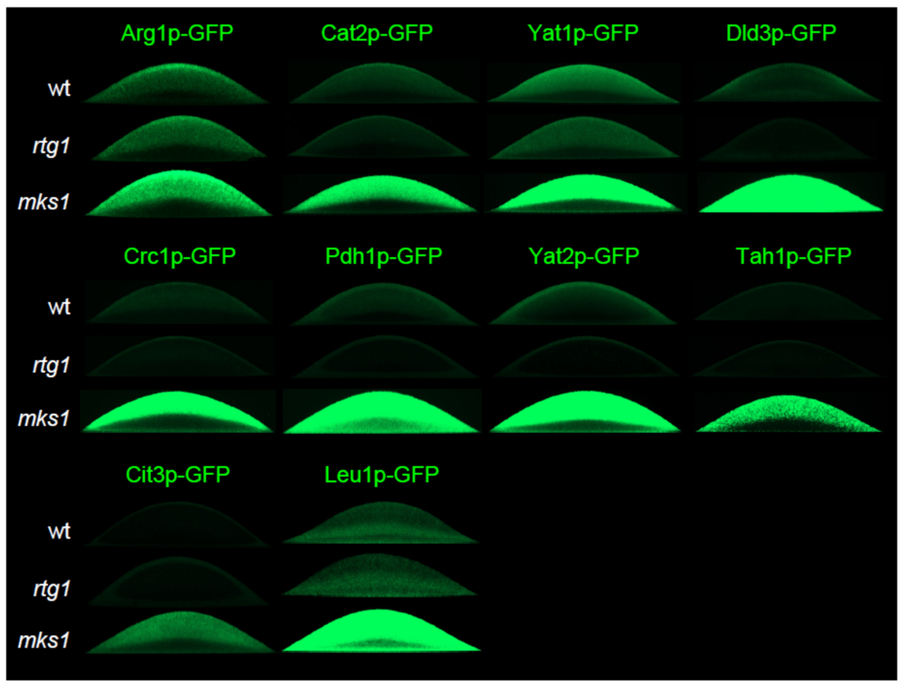 Ijms 22 05597 g004 Ijms 22 05597 g004