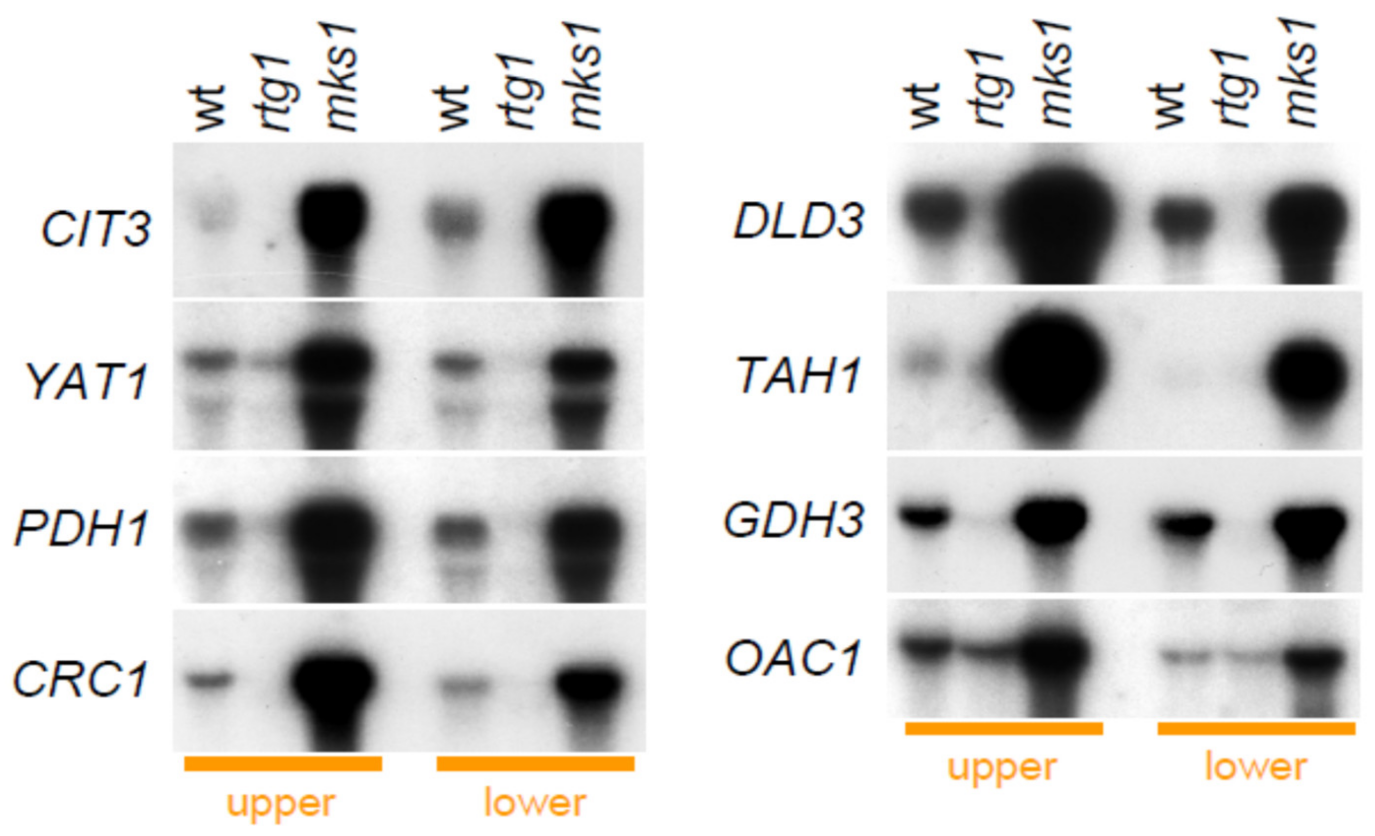 Ijms 22 05597 g005 Ijms 22 05597 g005