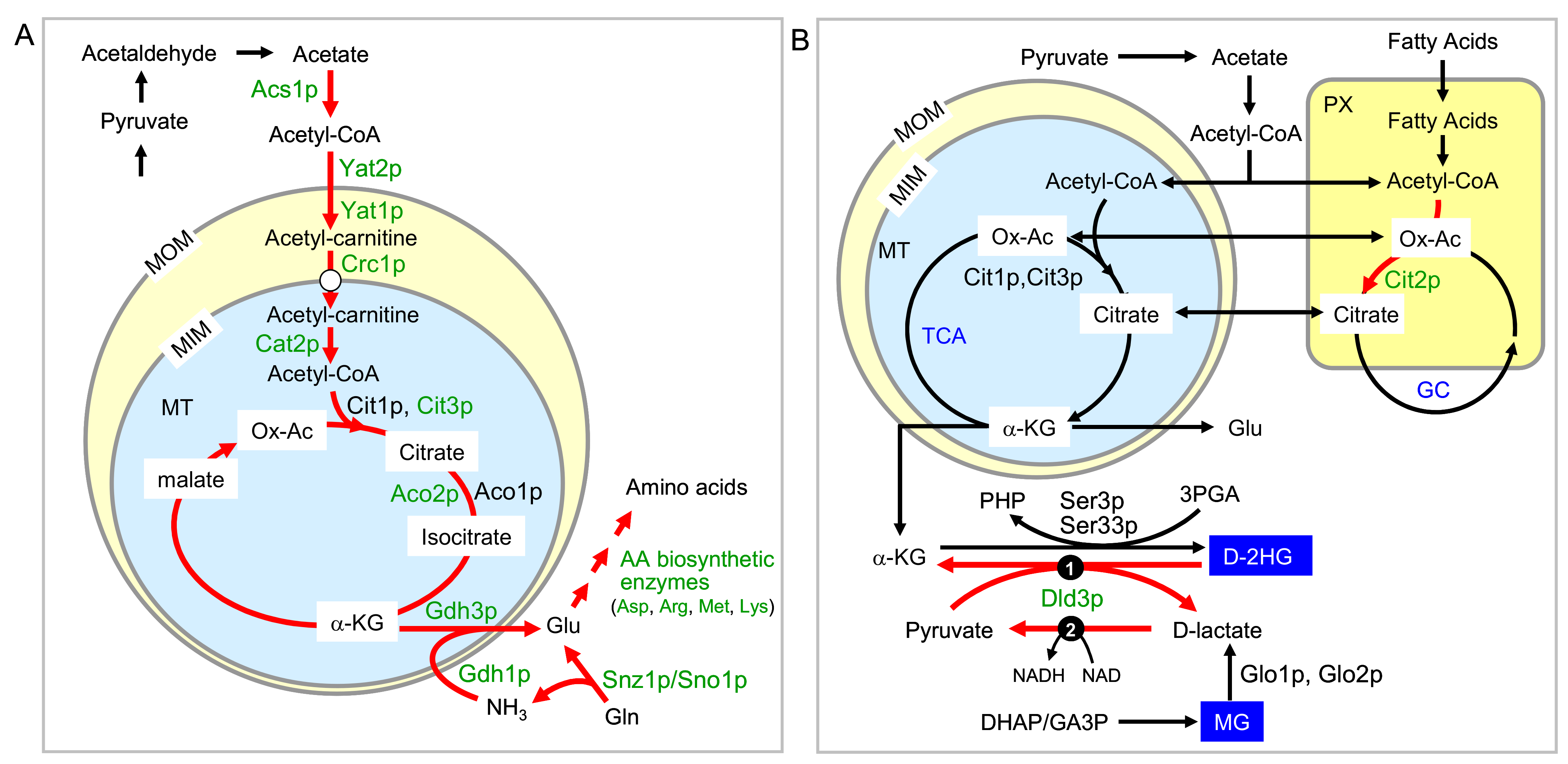 Ijms 22 05597 g006 Ijms 22 05597 g006