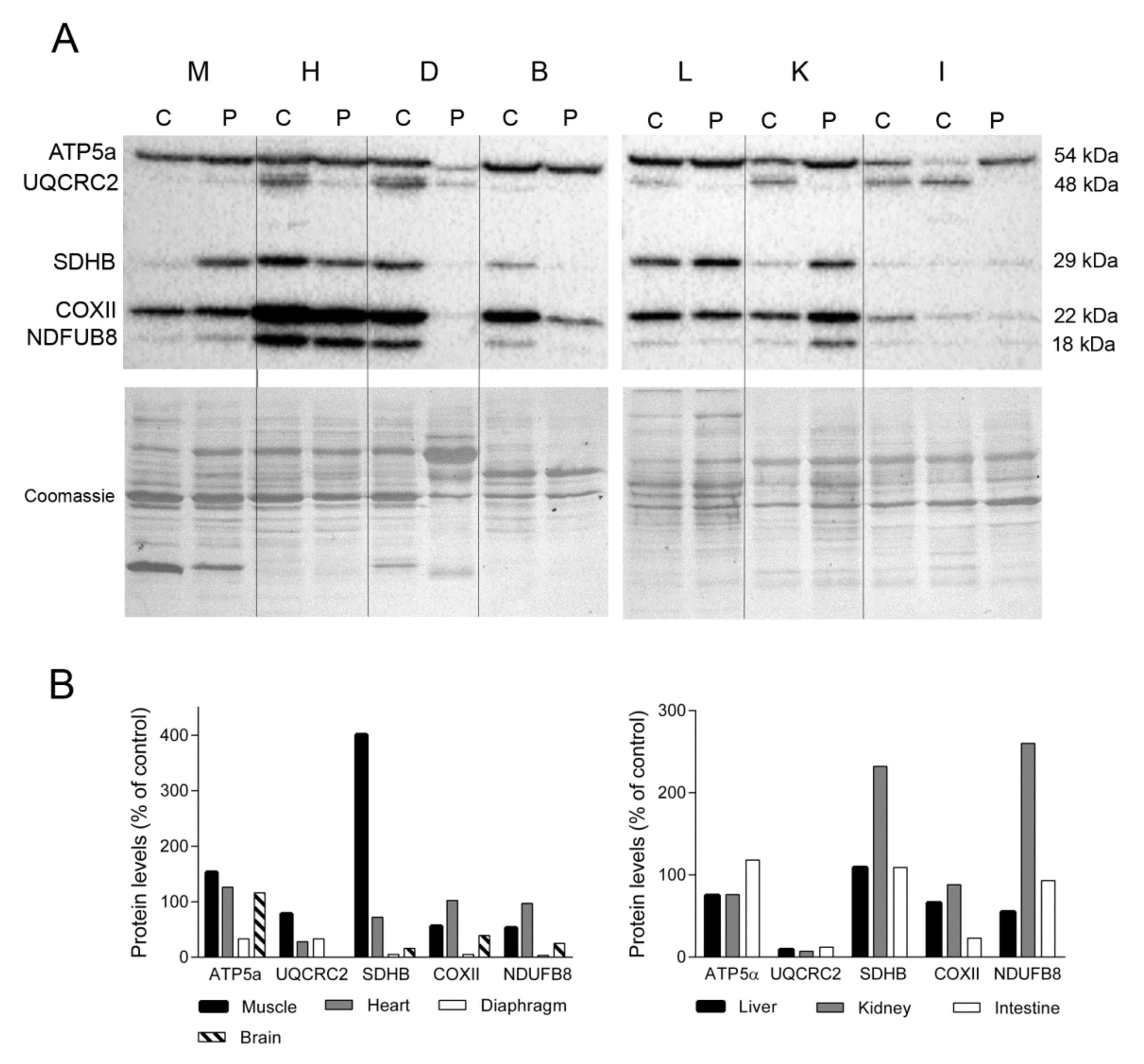 Ijms 22 05598 g002 Ijms 22 05598 g002