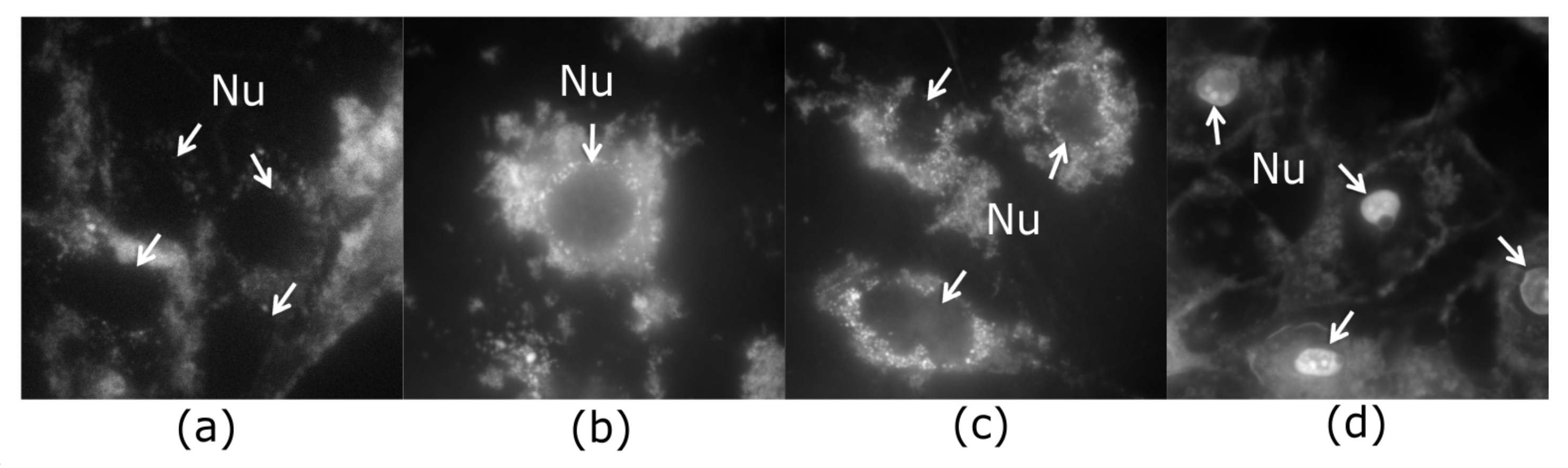 Ijms 22 05608 g001 Ijms 22 05608 g001