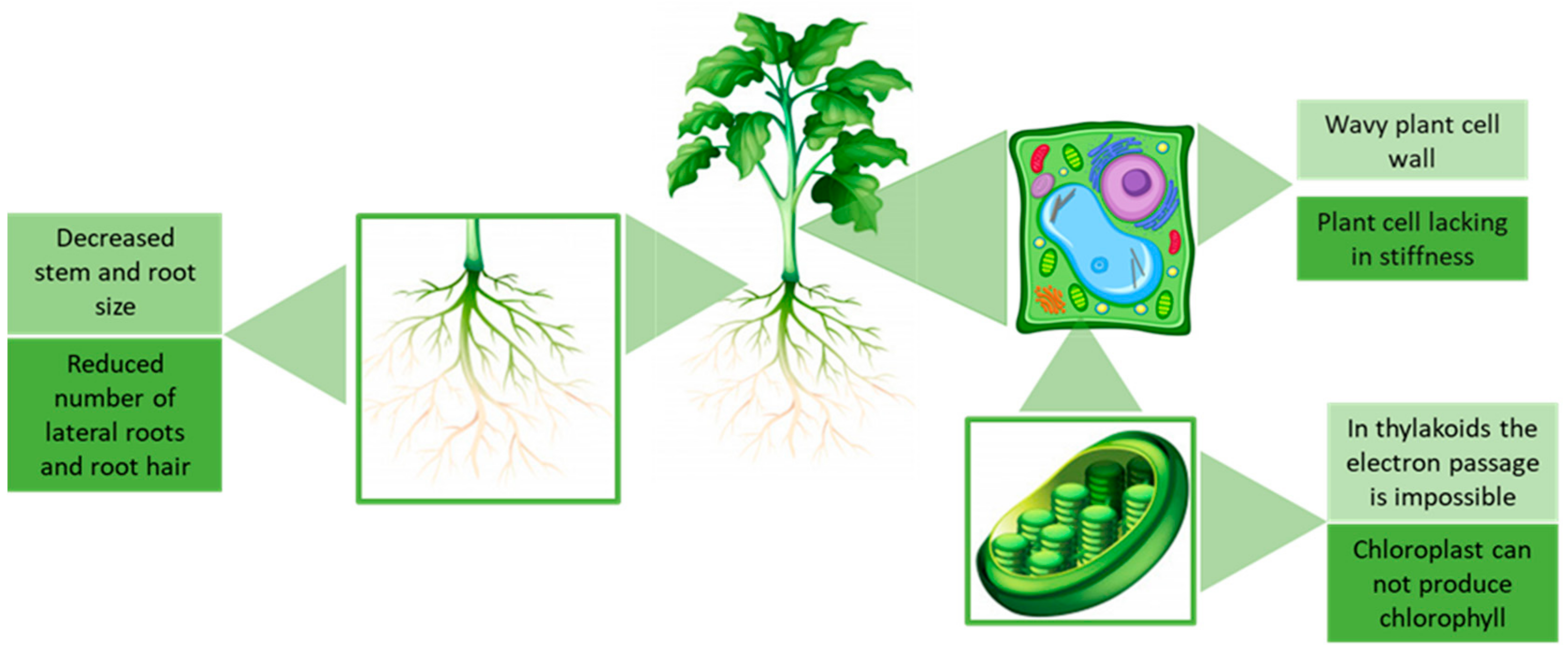 Ijms 22 05612 g008 Ijms 22 05612 g008