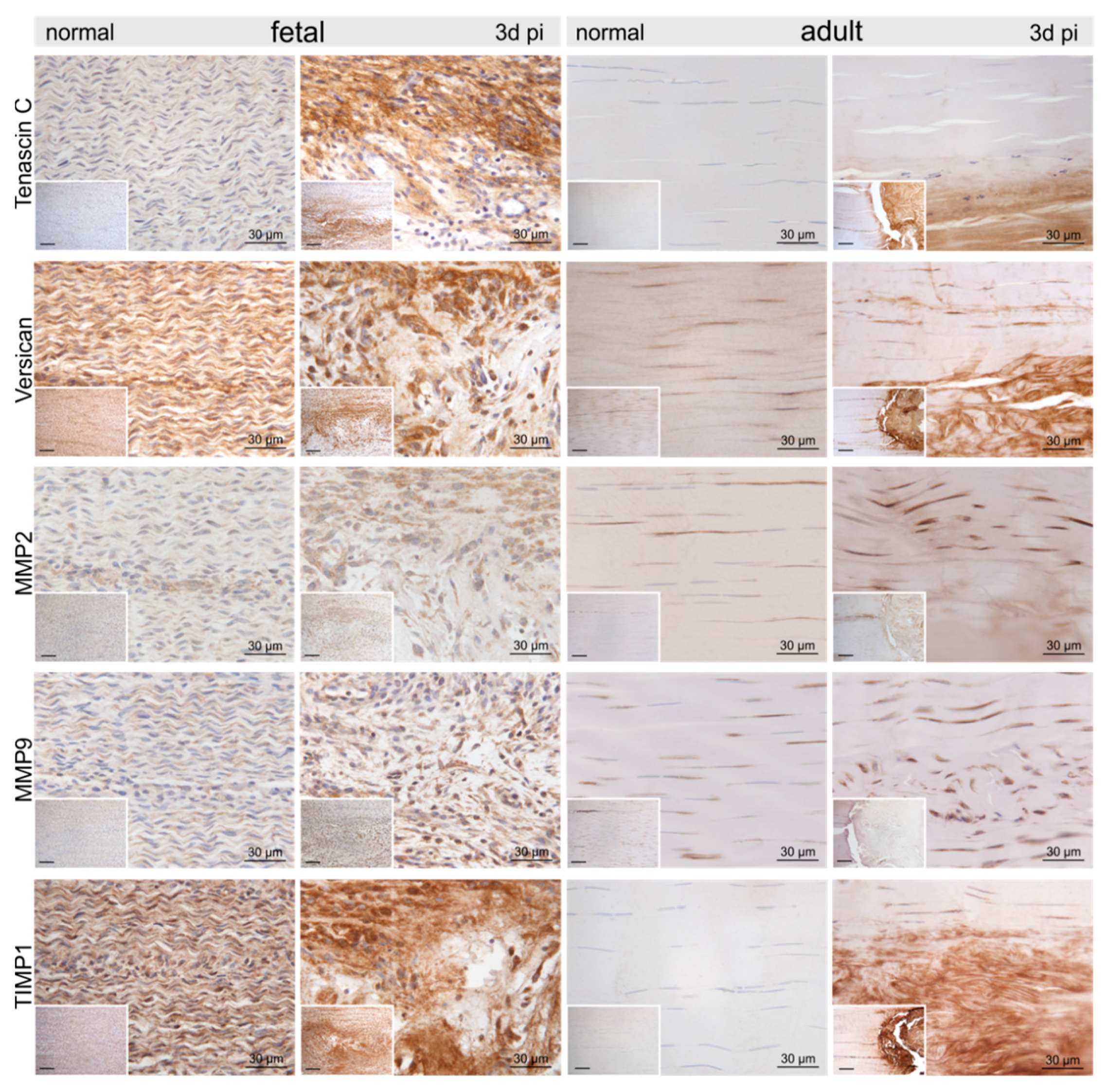 Ijms 22 05619 g005 Ijms 22 05619 g005