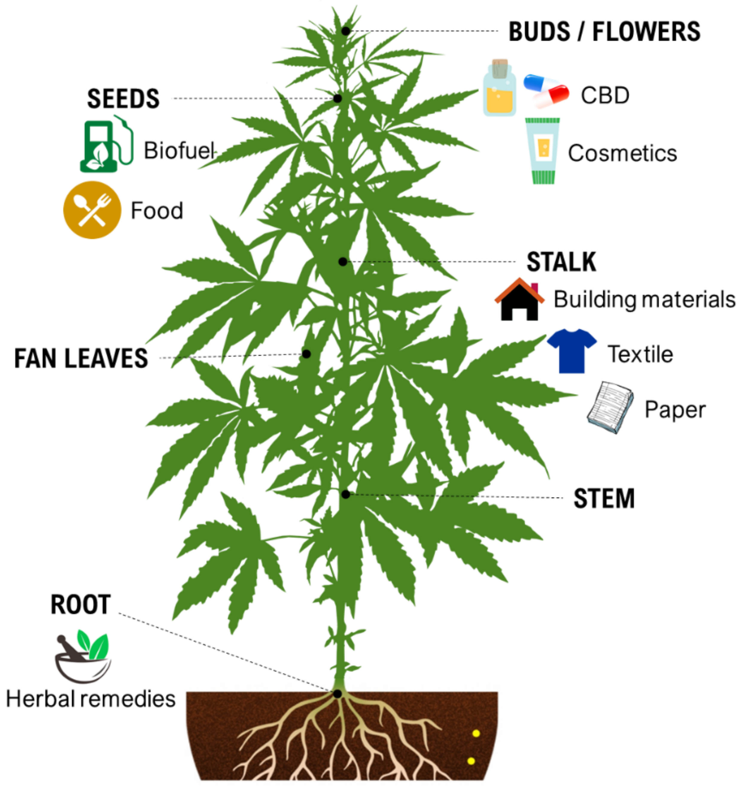 IJMS | Free Full-Text | Advances and Perspectives in Tissue Culture and  Genetic Engineering of Cannabis | HTML