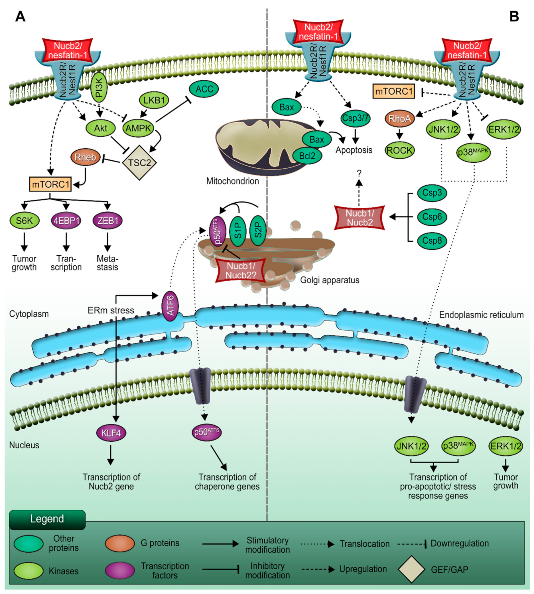 IJMS | Free Full-Text | The Multifaceted Nature of Nucleobindin-2 in  Carcinogenesis | HTML