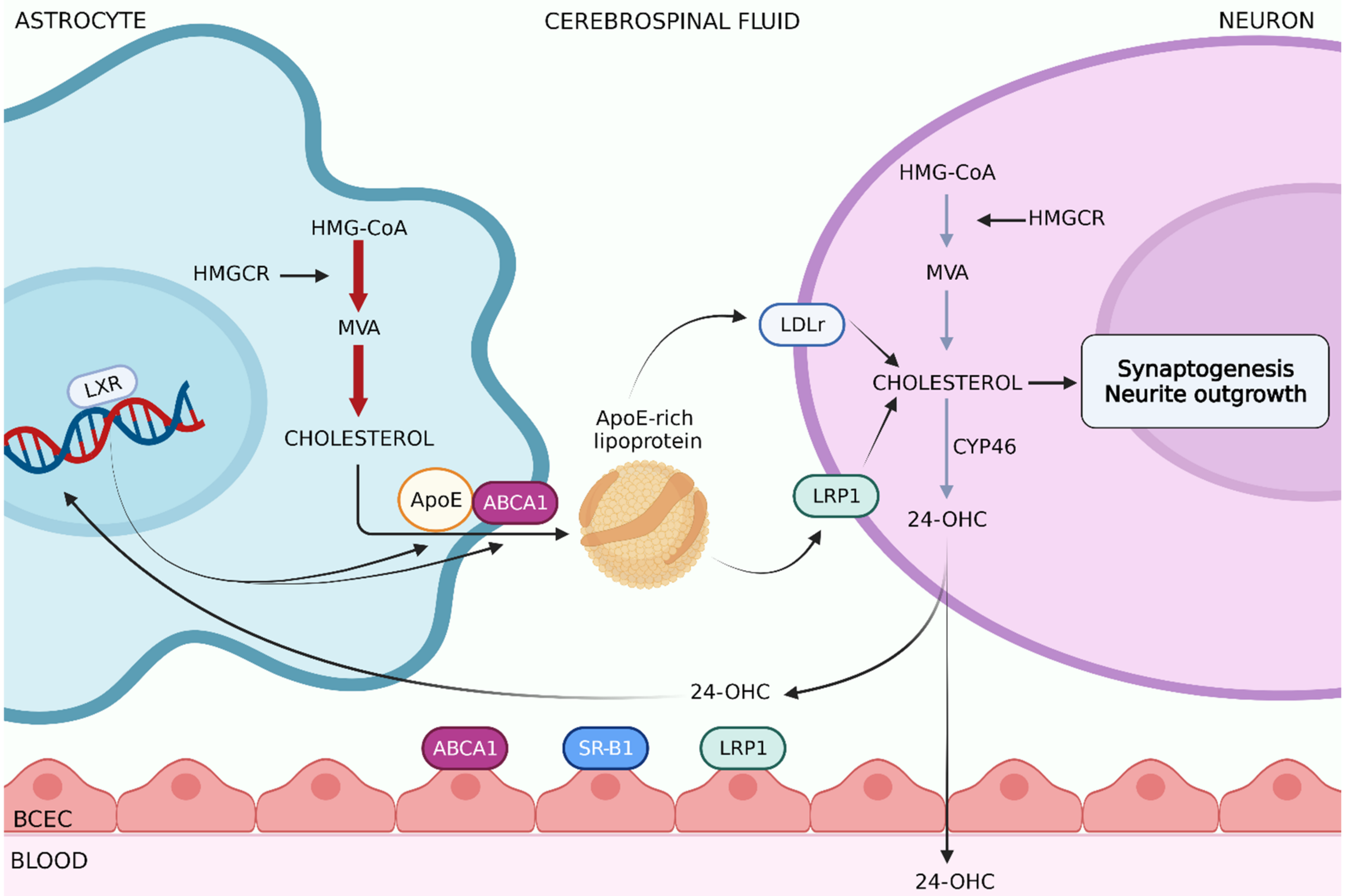Ijms 22 05692 g002 Ijms 22 05692 g002