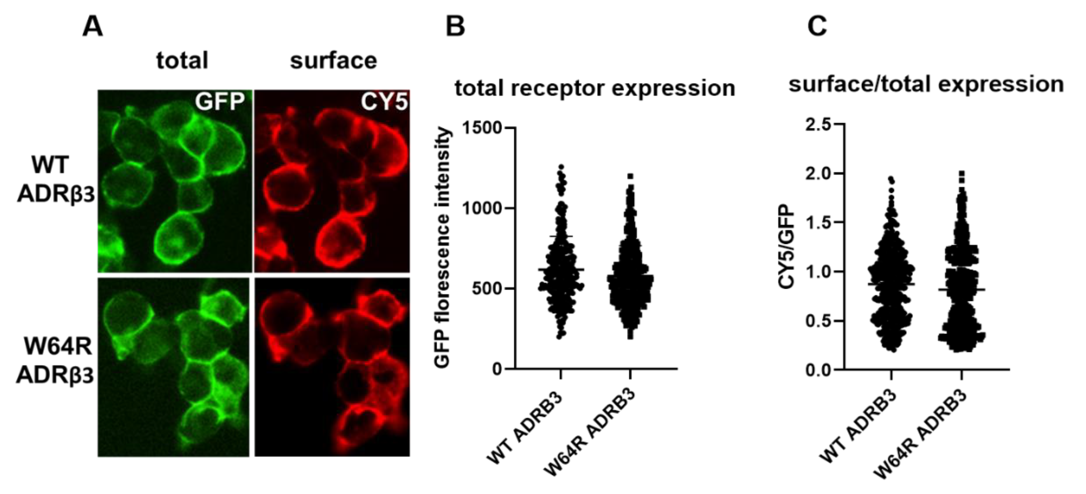 Ijms 22 05721 g002 Ijms 22 05721 g002