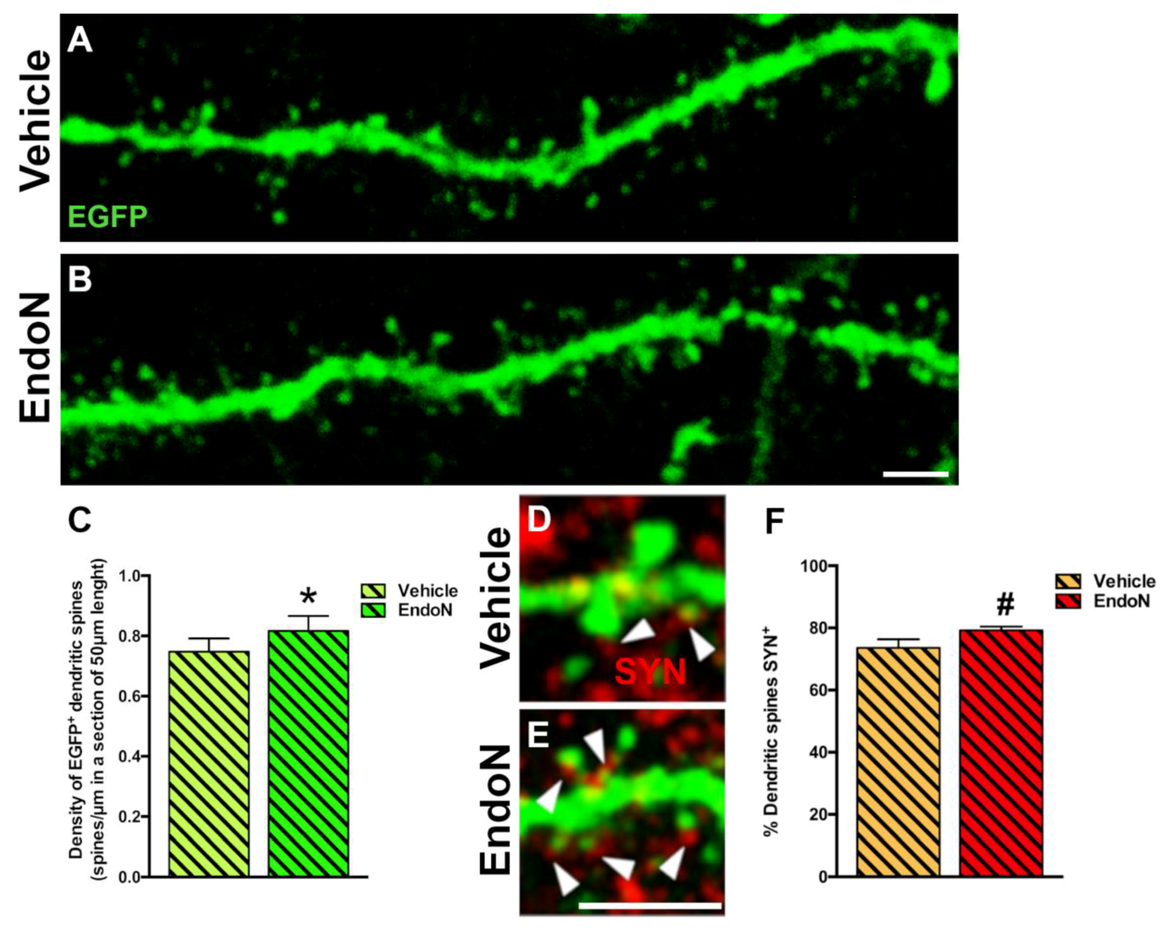 Ijms 22 05733 g007 Ijms 22 05733 g007