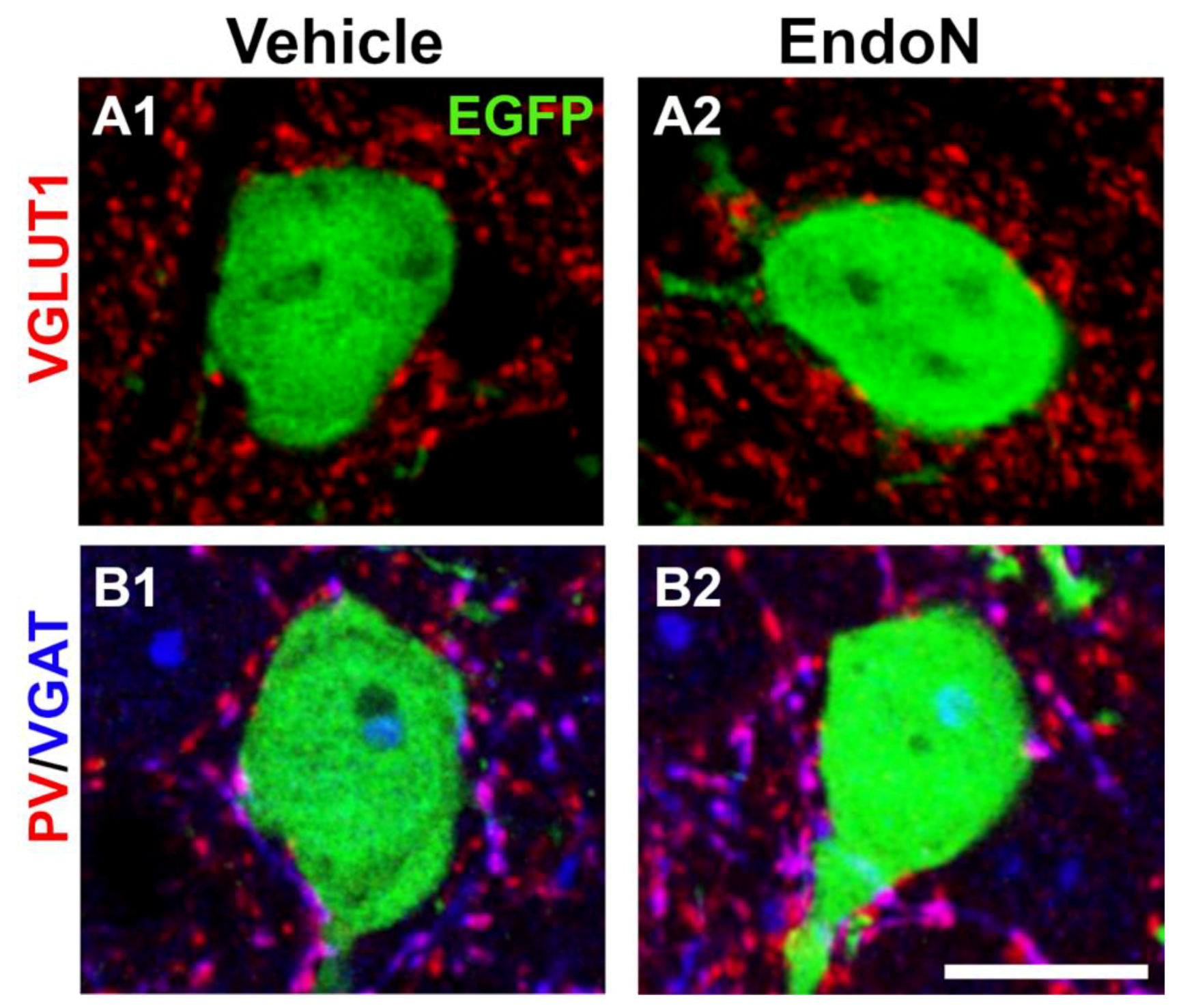Ijms 22 05733 g008 Ijms 22 05733 g008