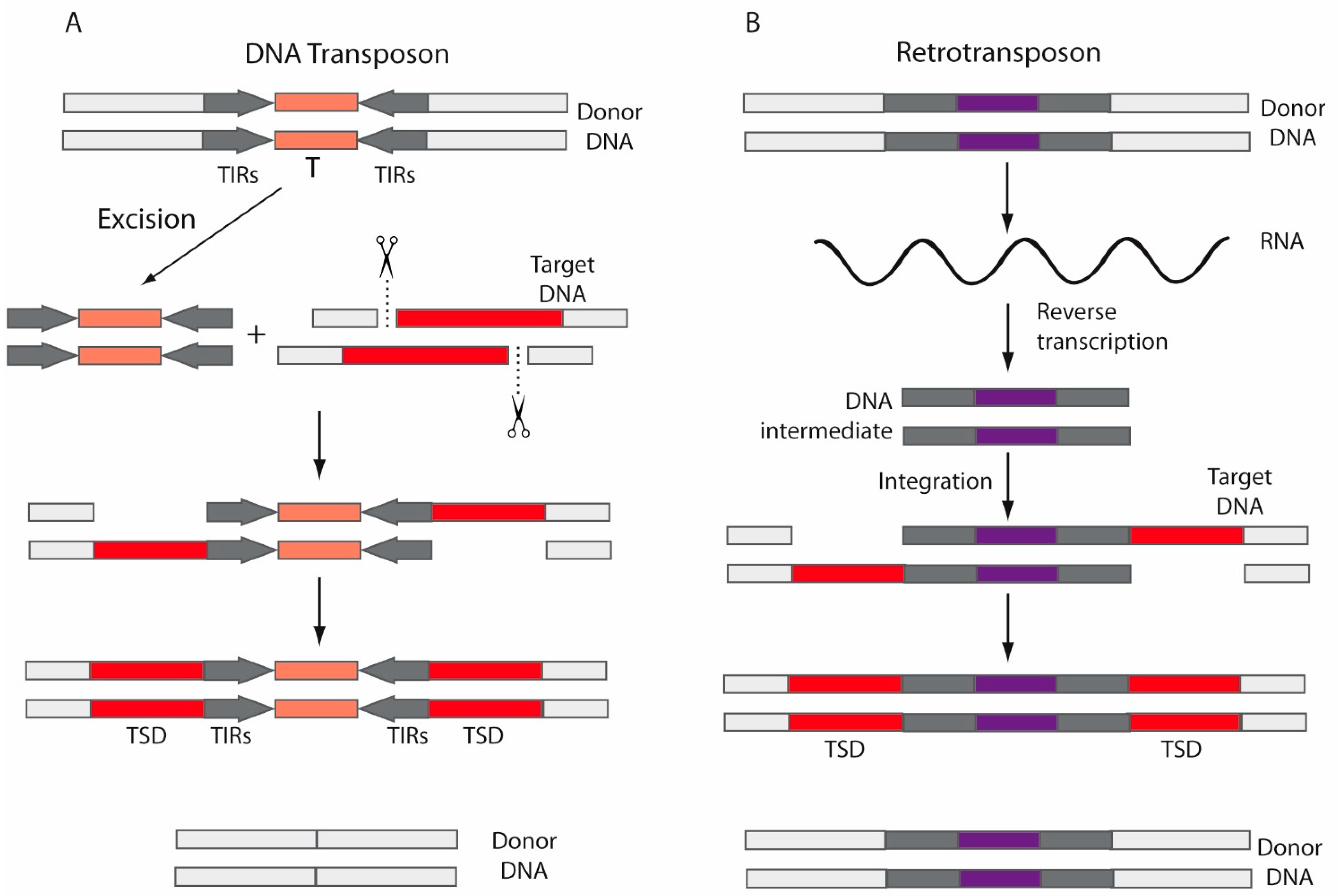 Ijms 22 05738 g002 Ijms 22 05738 g002