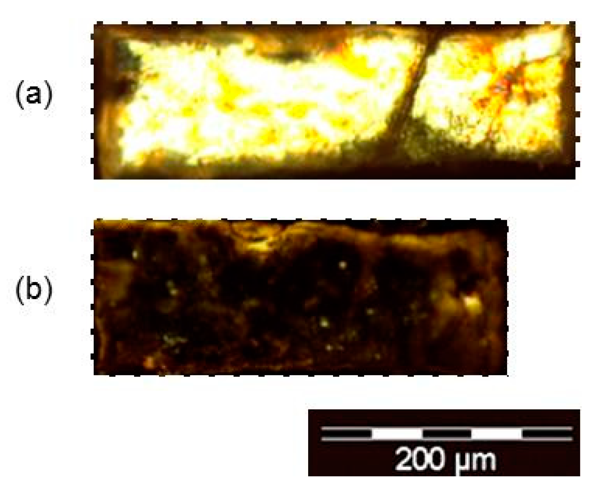 Ijms 22 05740 g003 Ijms 22 05740 g003