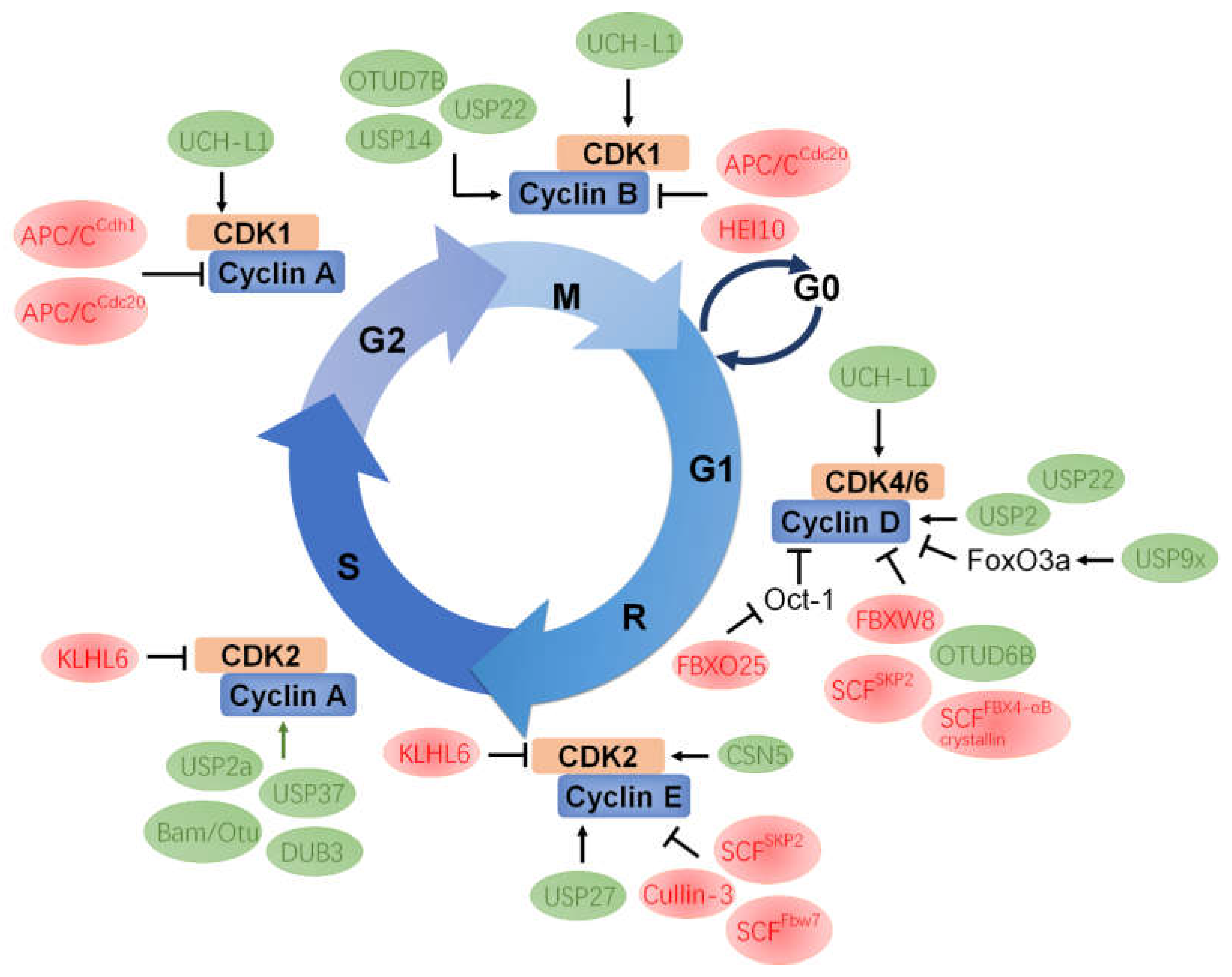 IJMS | Free Full-Text | The Involvement Of Ubiquitination Machinery In ...