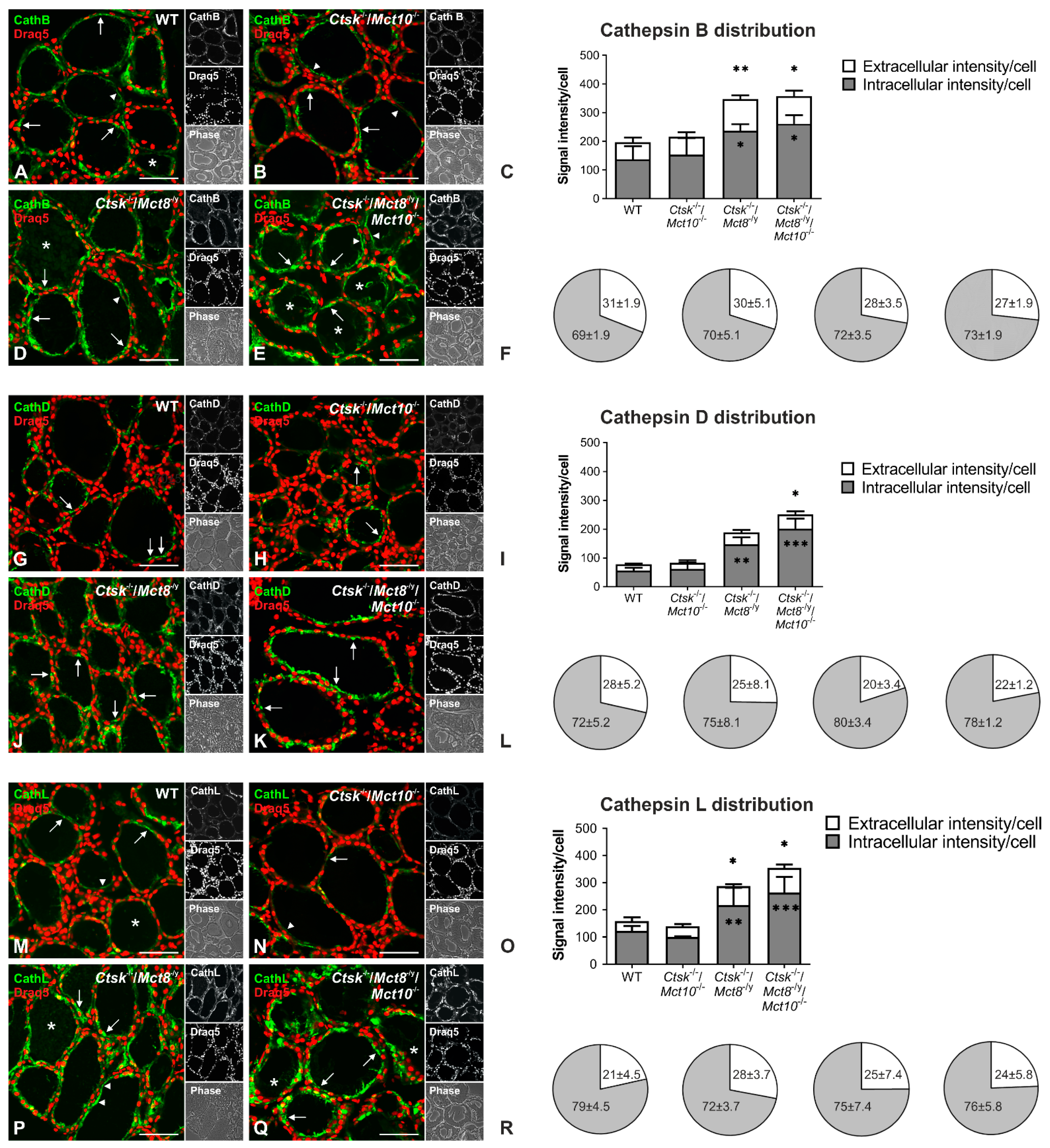 Ijms Free Full Text The Amino Acid Transporter Mct10 Tat1 Is Important To Maintain The Tsh Receptor At Its Canonical Basolateral Localization And Assures Regular Turnover Of Thyroid Follicle Cells In Male