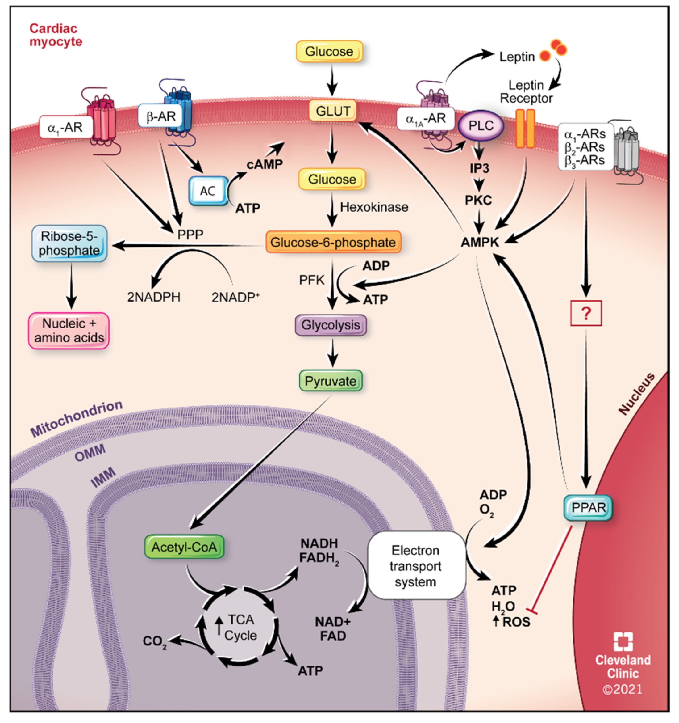 IJMS | Free Full-Text | Targeting Adrenergic Receptors in Metabolic  Therapies for Heart Failure