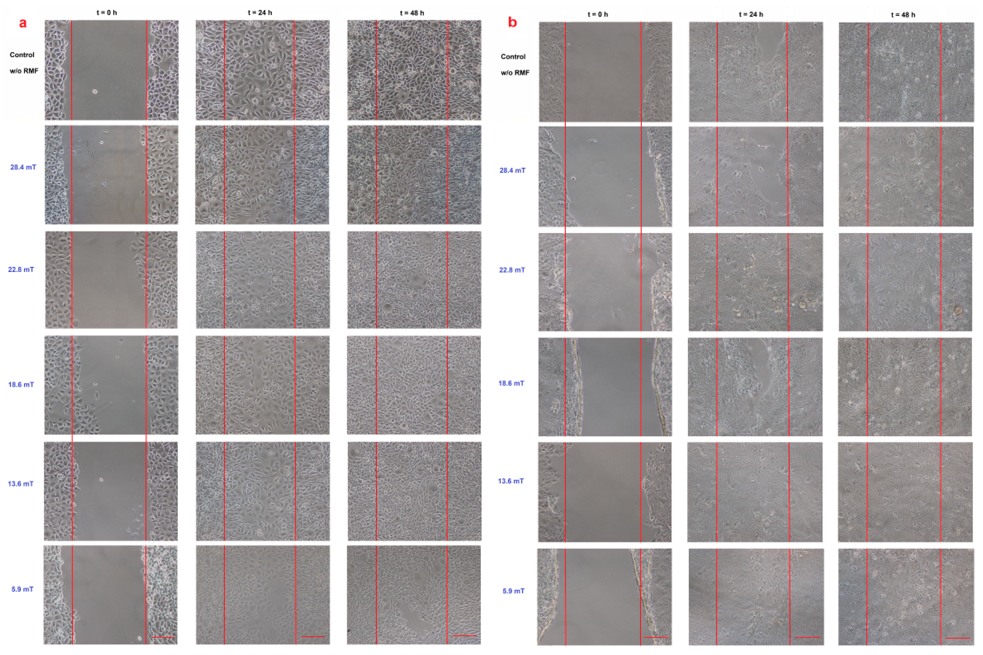 Ijms 22 05785 g005 Ijms 22 05785 g005