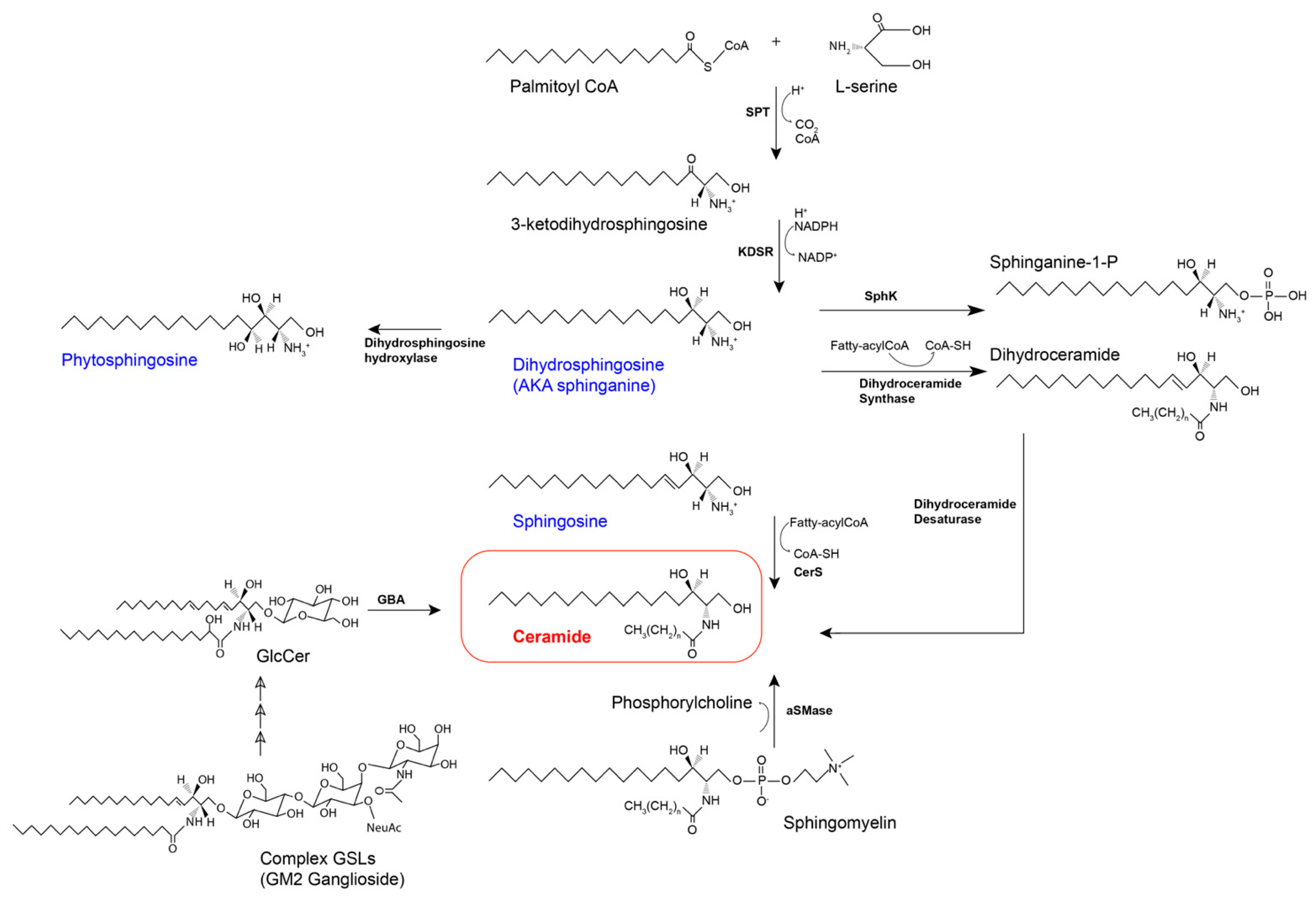 sphingomyelin synthesis