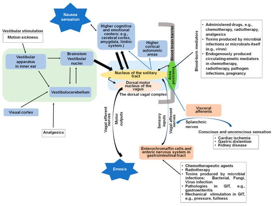 IJMS | Free Full-Text | Mechanisms of Nausea and Vomiting: Current  Knowledge and Recent Advances in Intracellular Emetic Signaling Systems