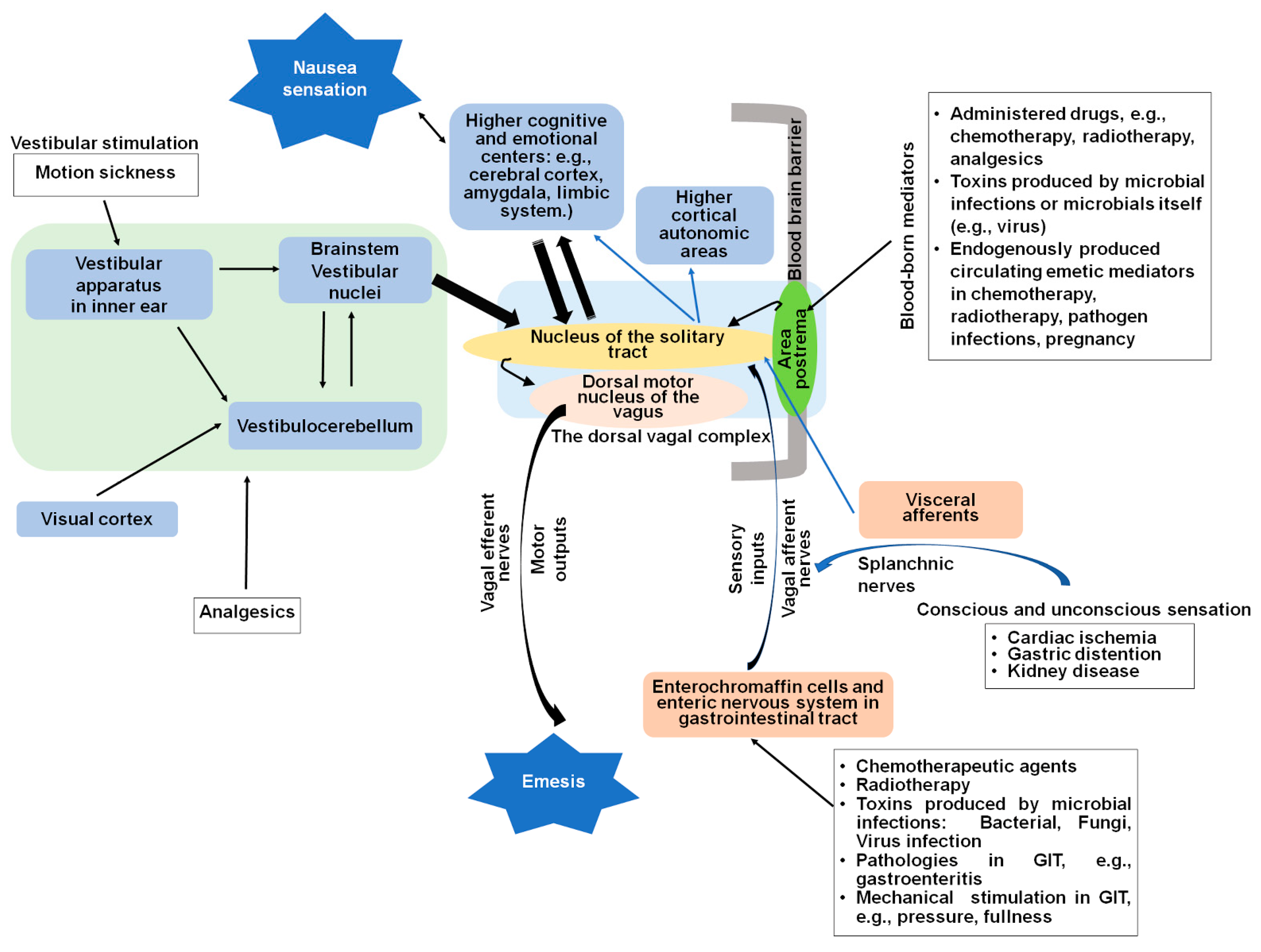 IJMS | Free Full-Text | Mechanisms of Nausea and Vomiting: Current  Knowledge and Recent Advances in Intracellular Emetic Signaling Systems |  HTML
