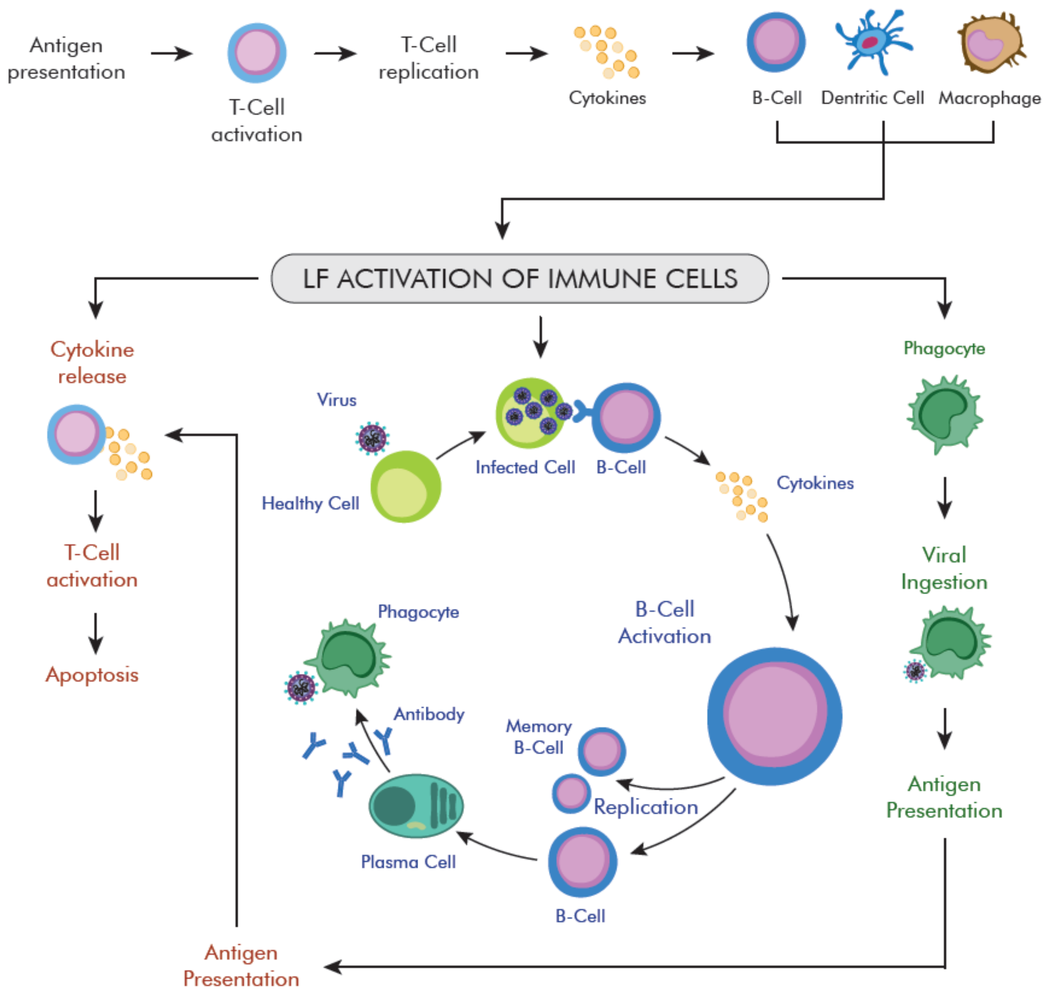 Ijms 22 05799 g004 Ijms 22 05799 g004