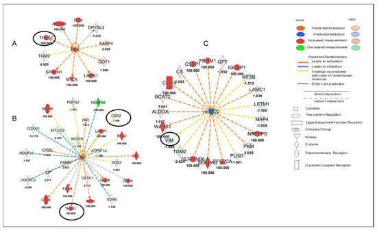 Ijms Free Full Text Connexin 43 And Connexin 26 Involvement In The Ponatinib Induced 9434